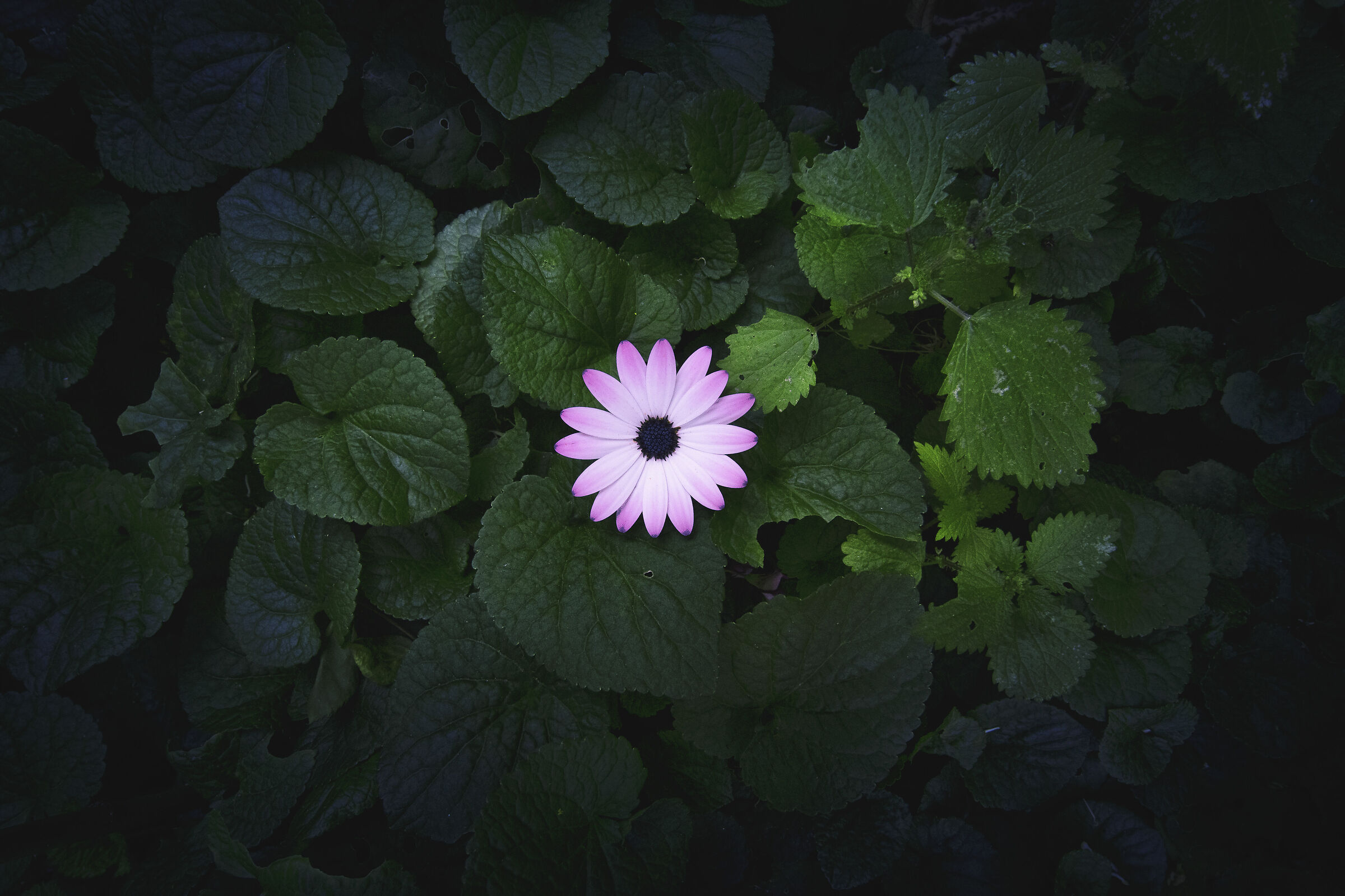 solo a un metro di distanza.