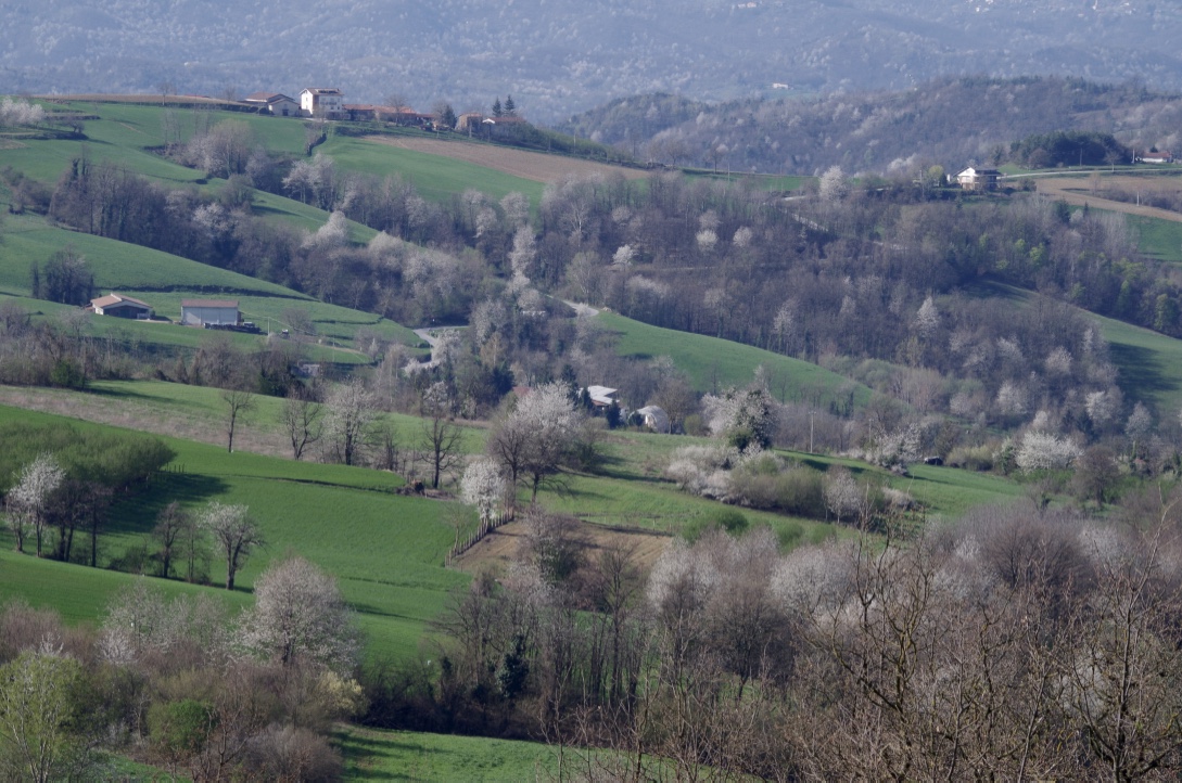 langhe 1