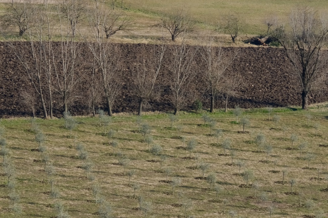 colline marostica 1 (vi)