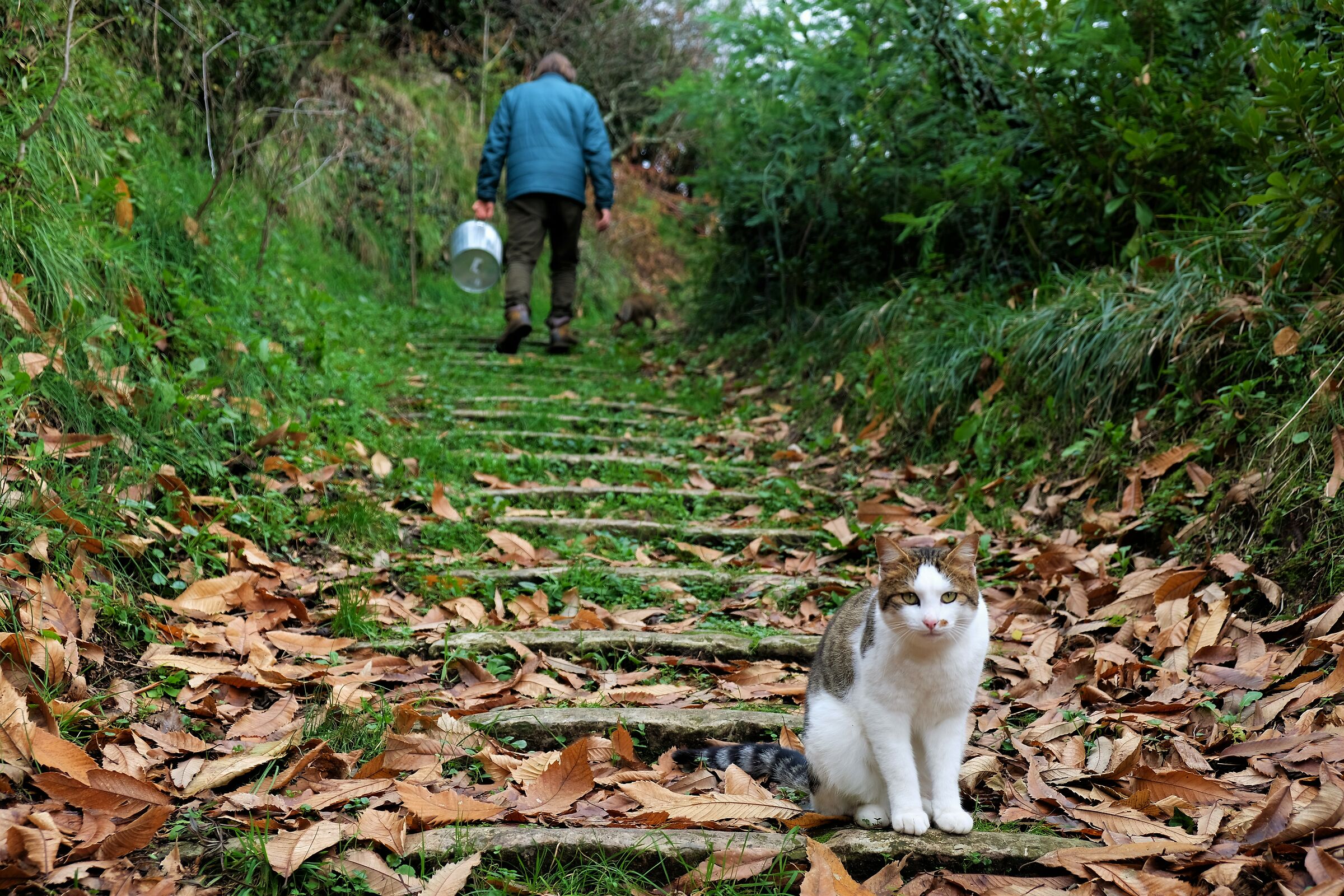 Gatto, foglie, scale