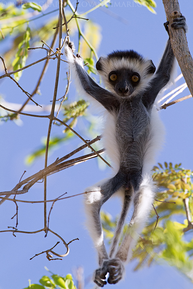 Sifaka Baby Gym