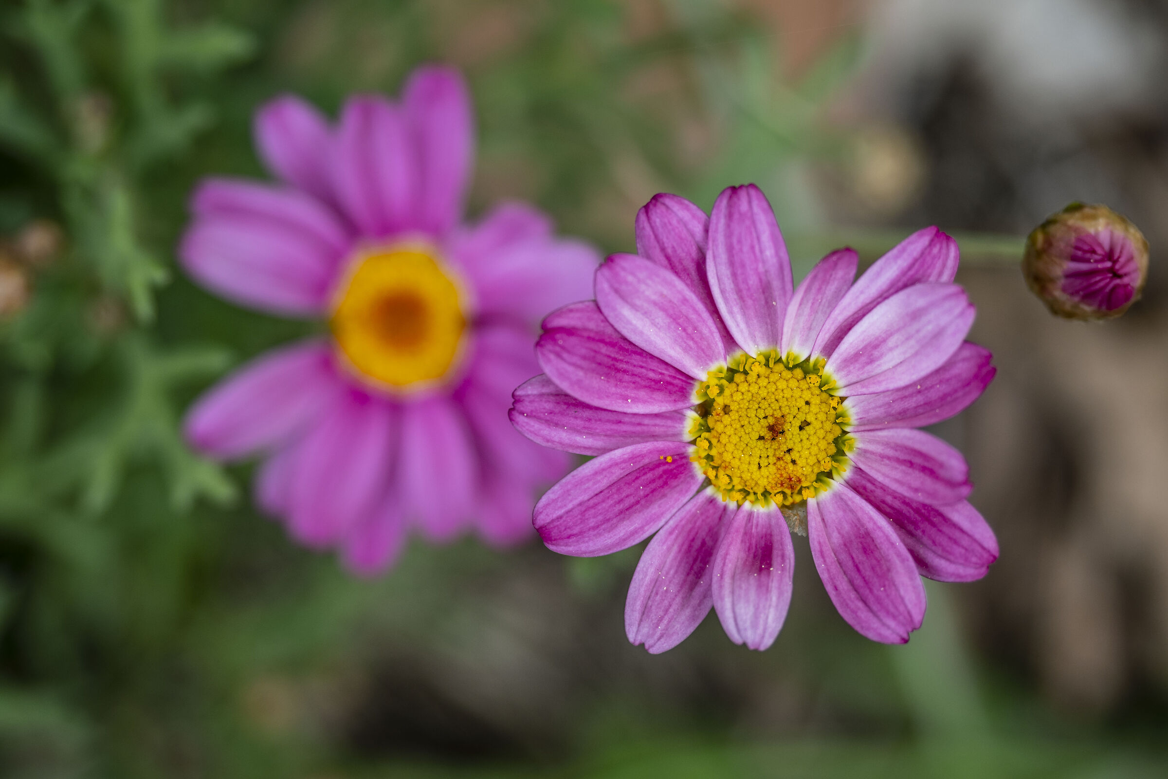 Purple from the Yellow Heart.