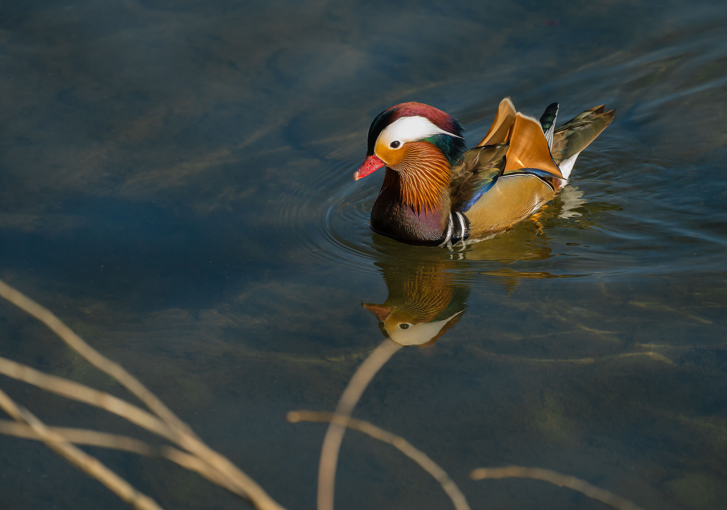 Mandarina.....   40 days ago....