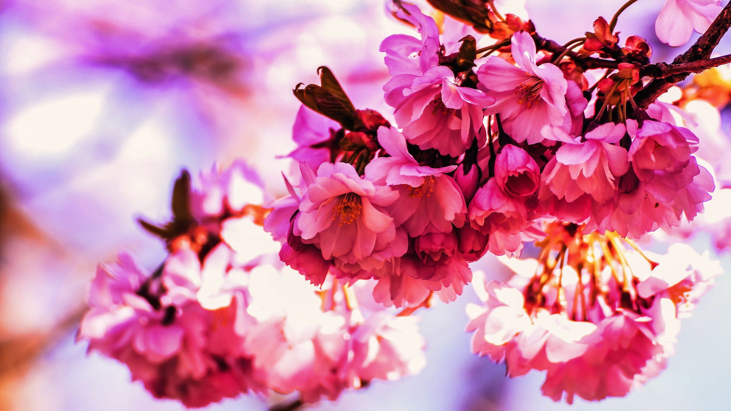 000 Dal giardino con languore