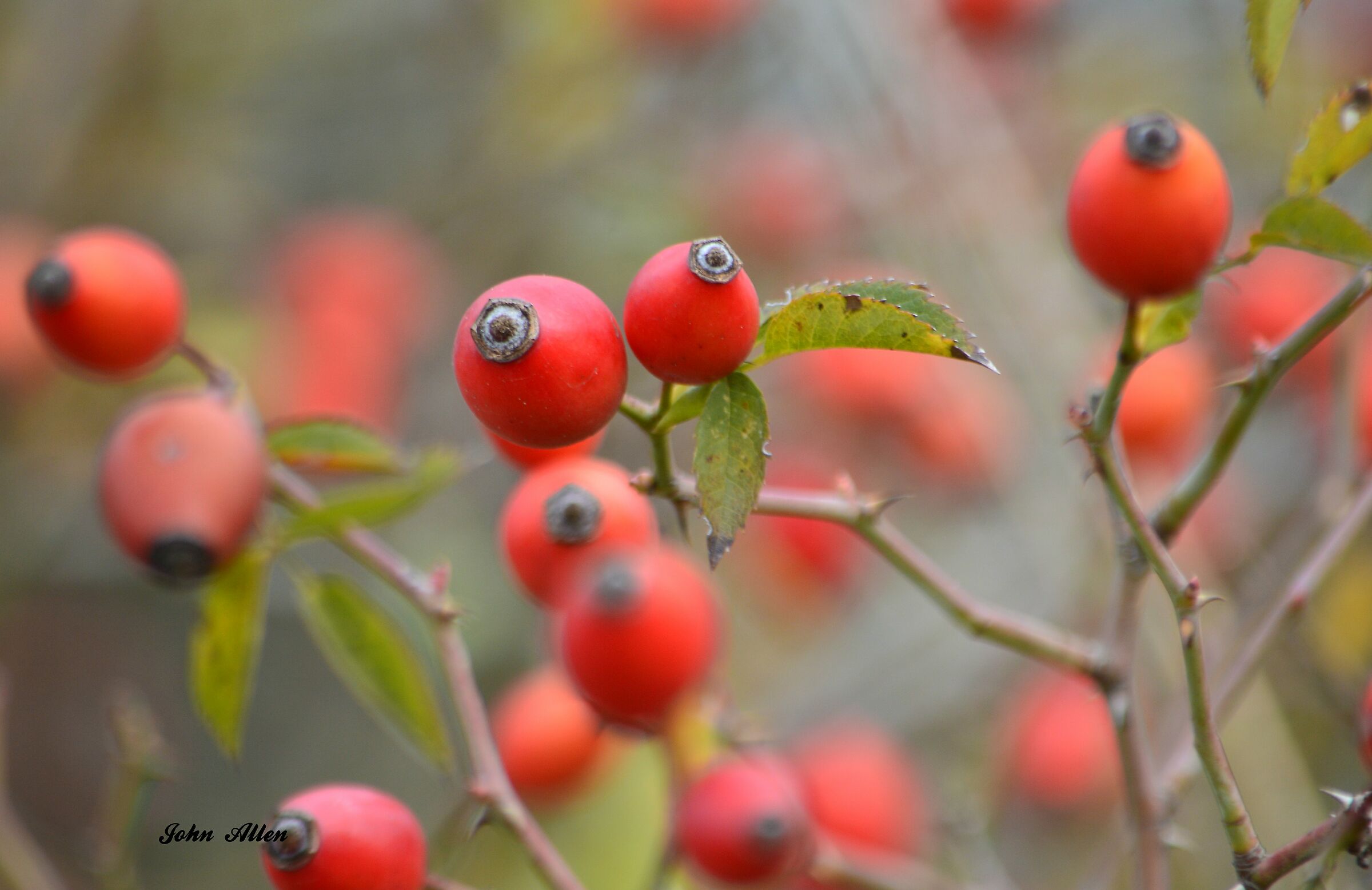 Pink canine berries