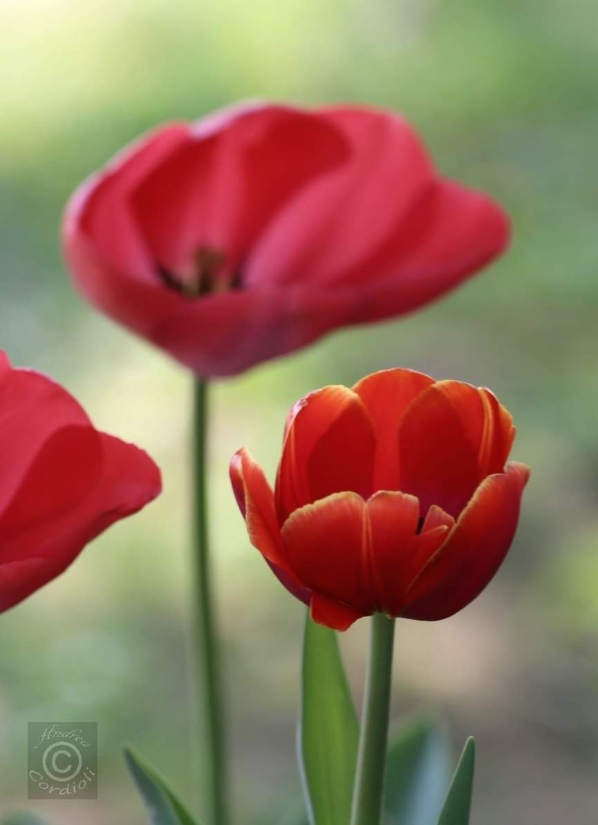 tulipani2