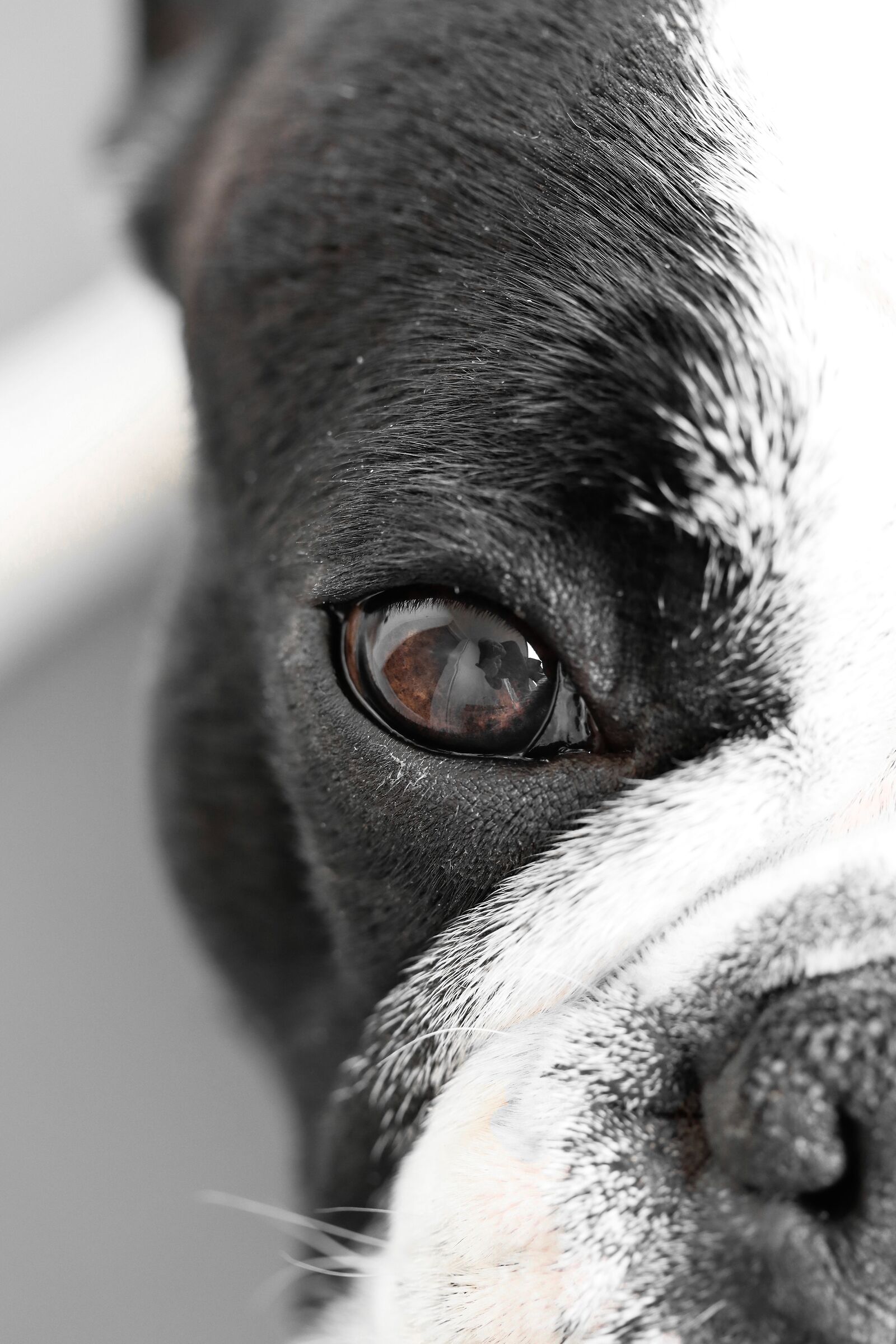 The mirror of the soul. Dante.