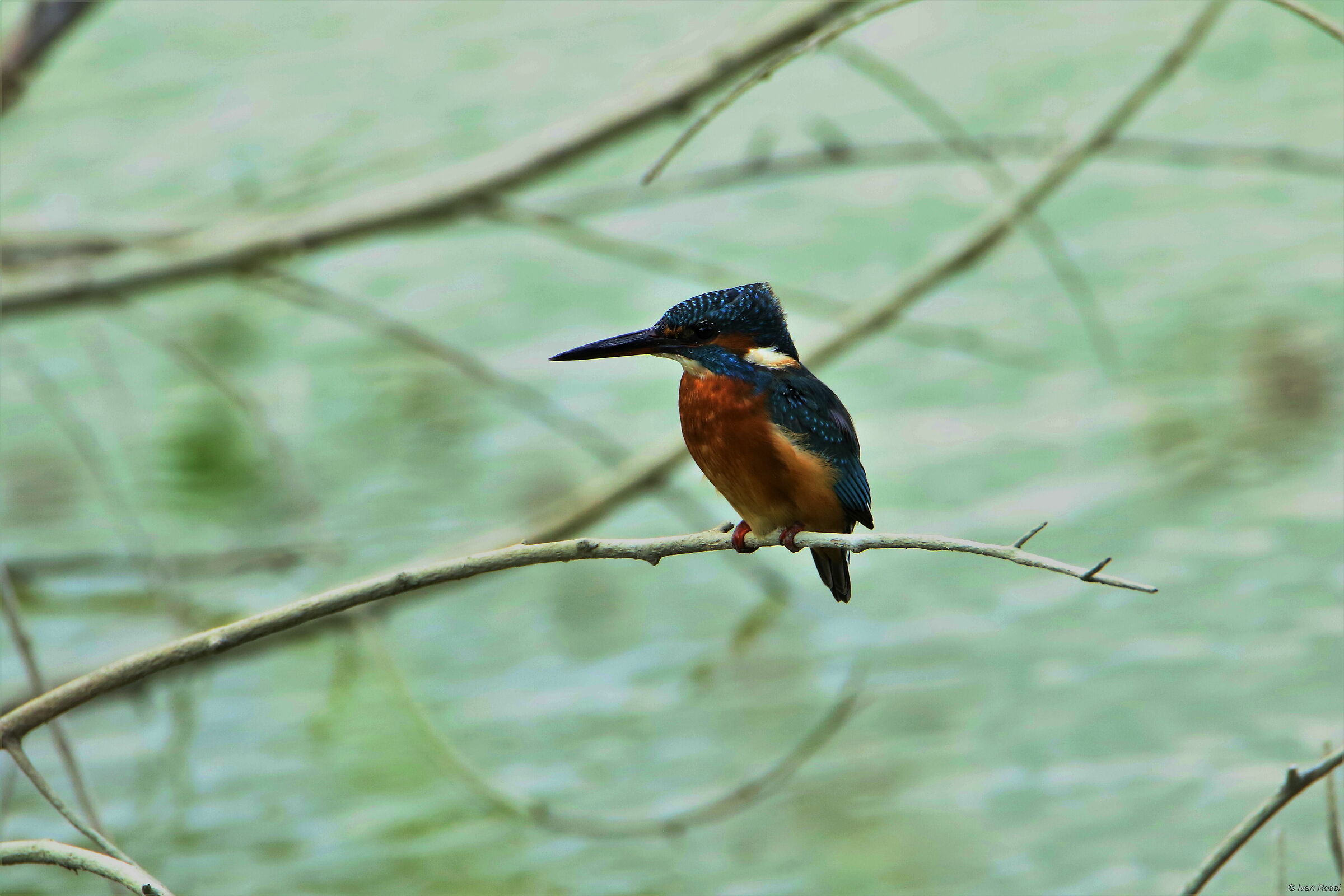 Kingfisher