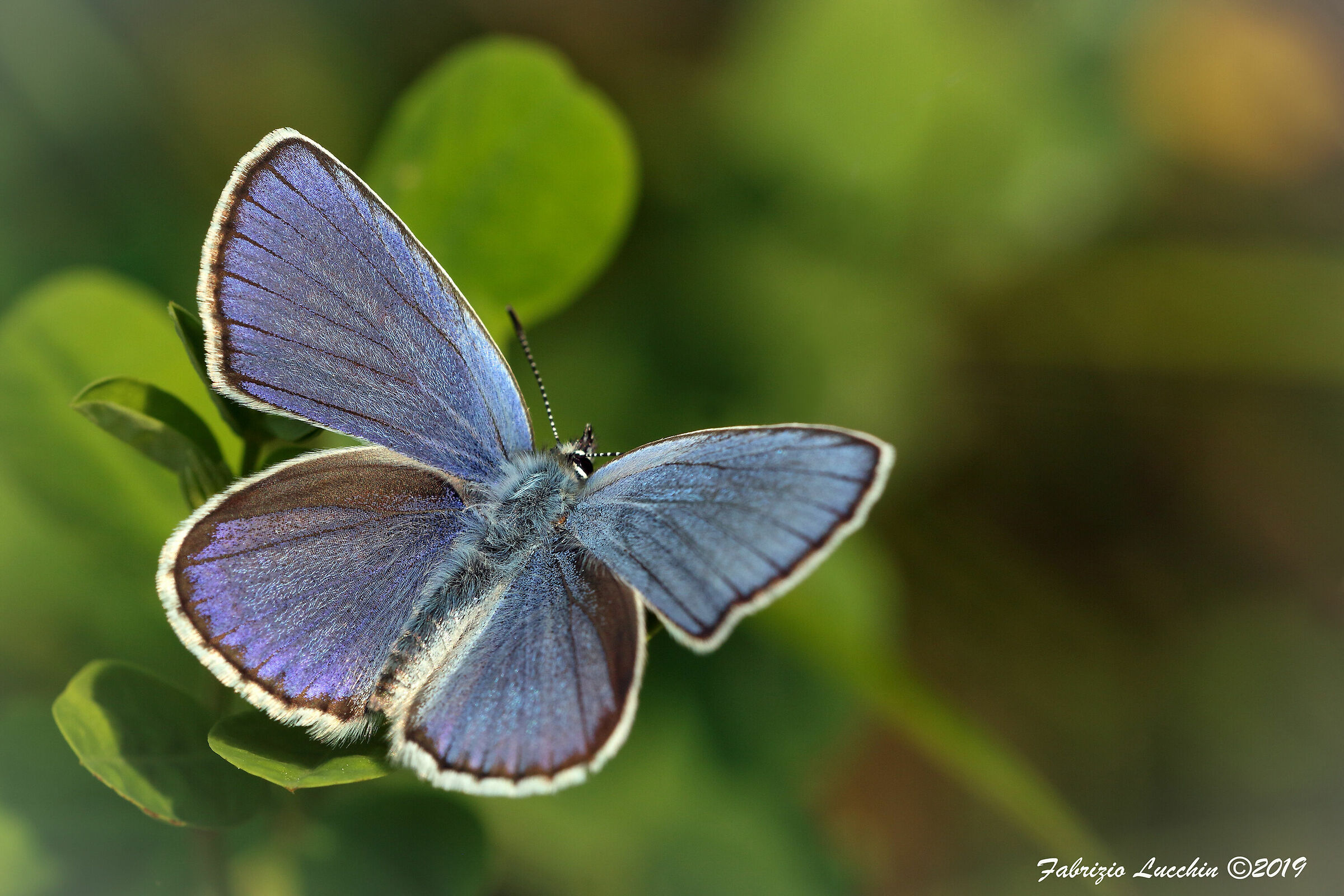 Plebeius argus (esemplare maschio)