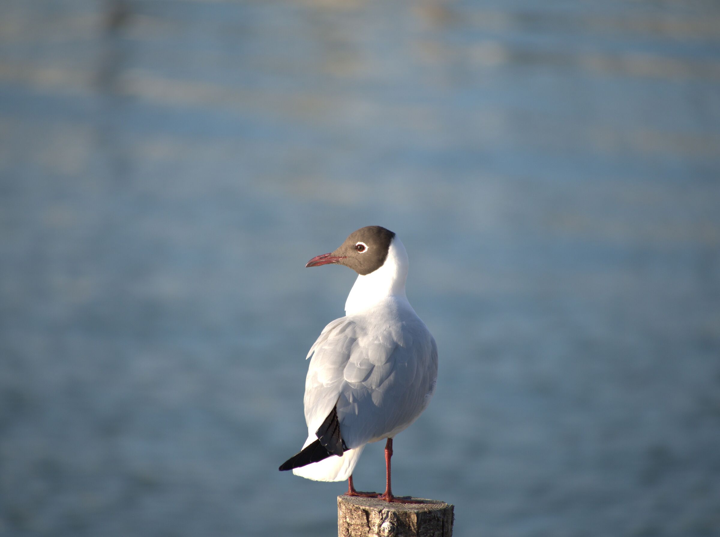 Trasimeno Seagull