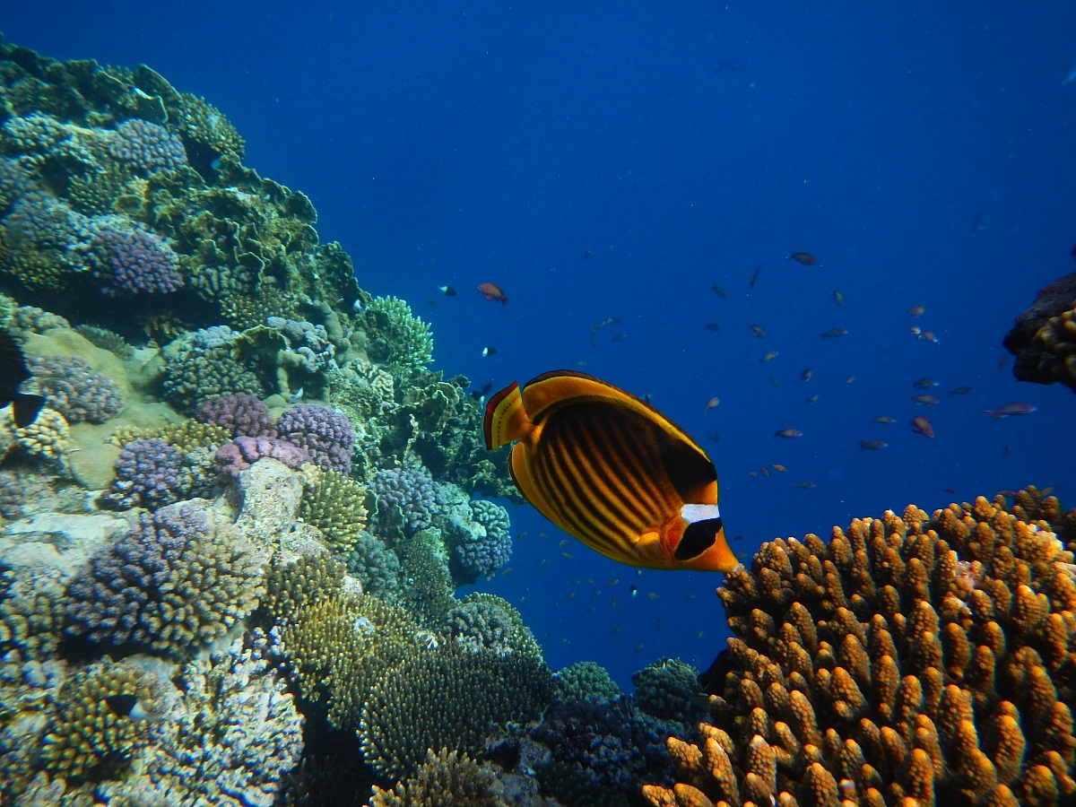 Chaetodon fasciatus   Pesce farfalla procione