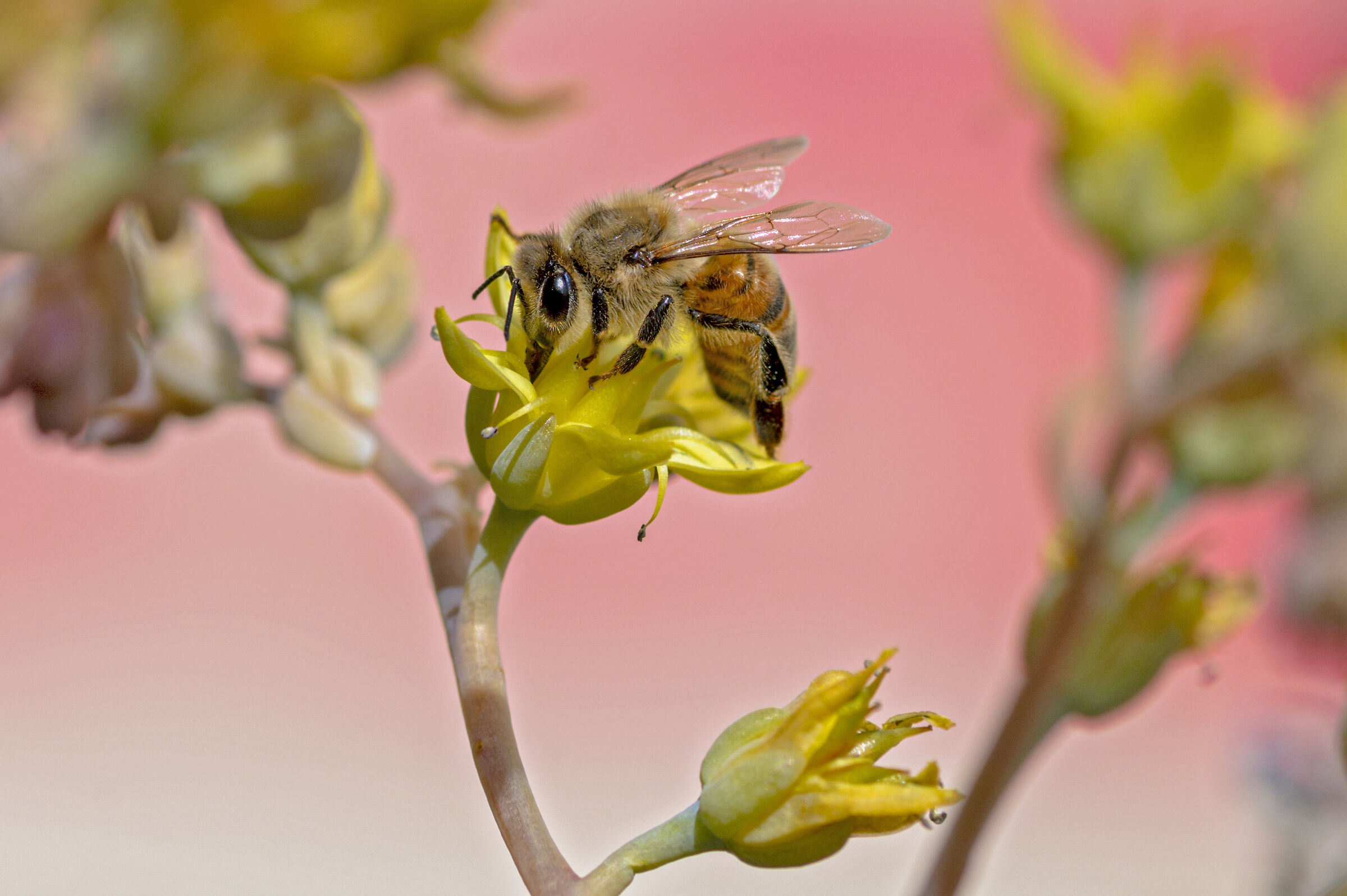 Ape su Sedum Palmieri