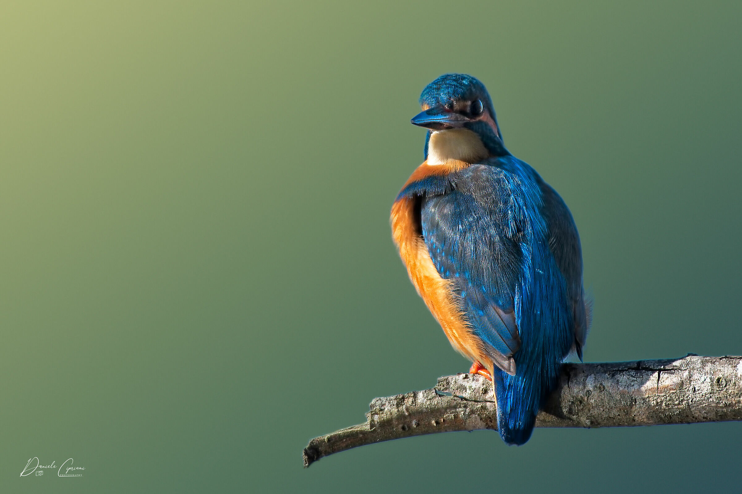 Kingfisher