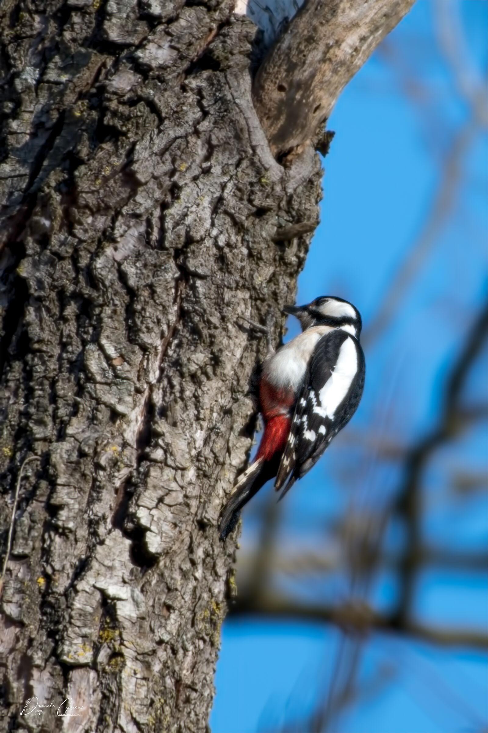 Major red woodpecker
