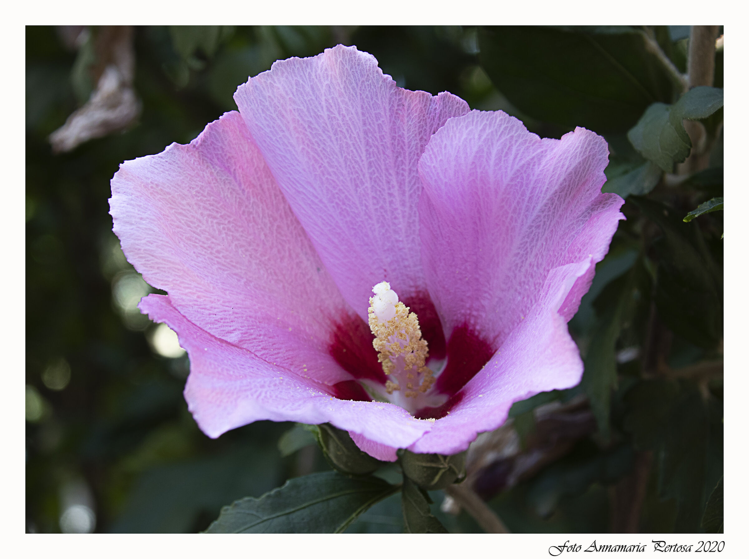 Verde per la speranza e il rosa colora i nostri sogni