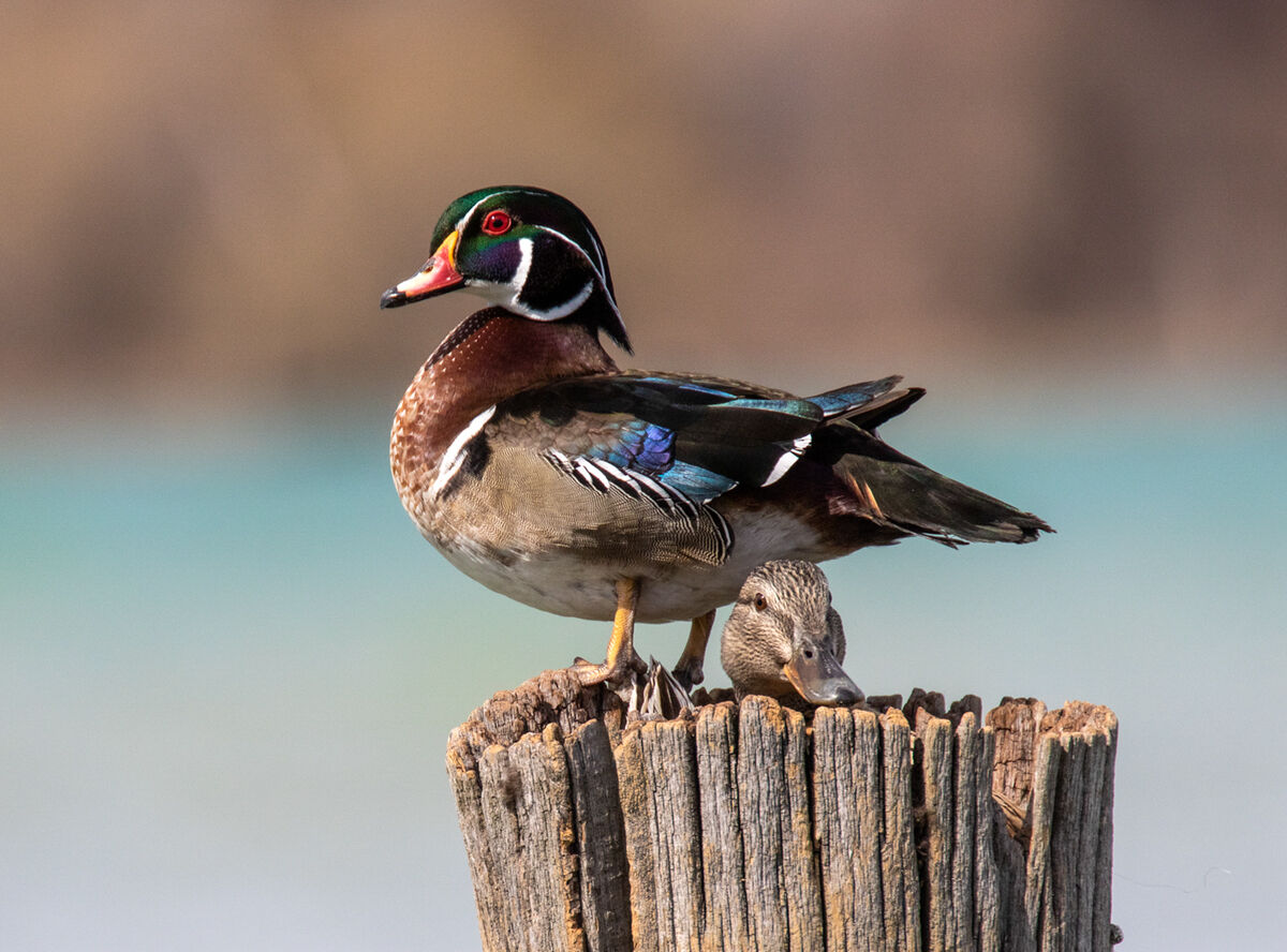 Nesting Wood Duck and Female Mallard.