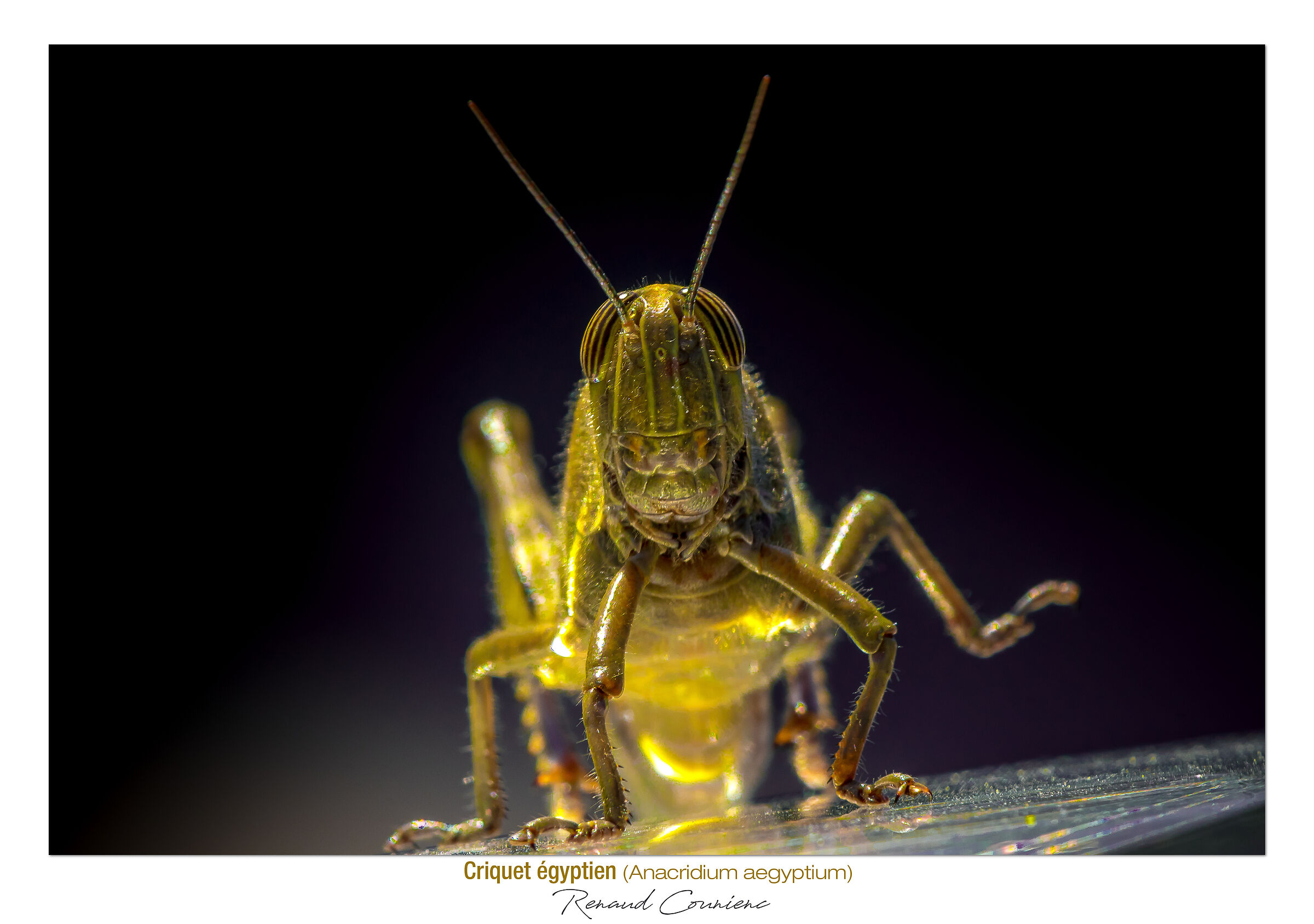 Riflessi del sole nei fari dell'auto