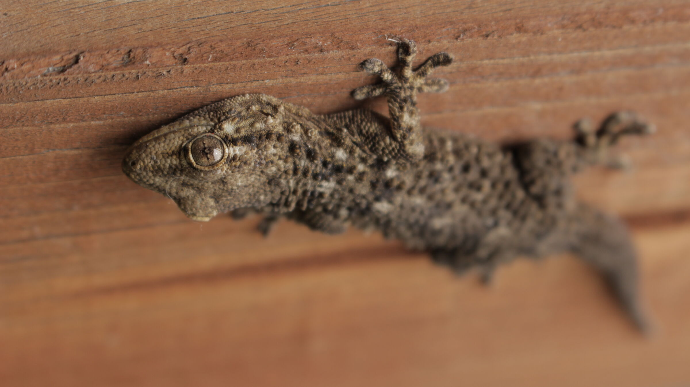 Tarentola mauritanica (Linnaeus, 1758)