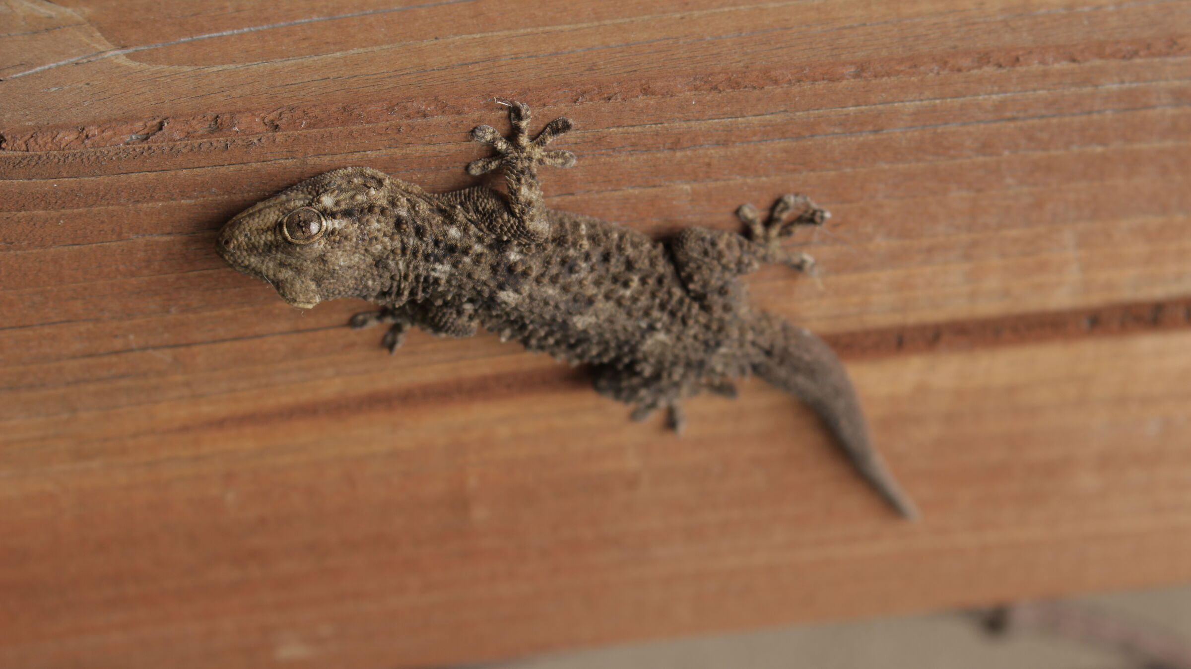 Tarentola mauritanica (Linnaeus, 1758)