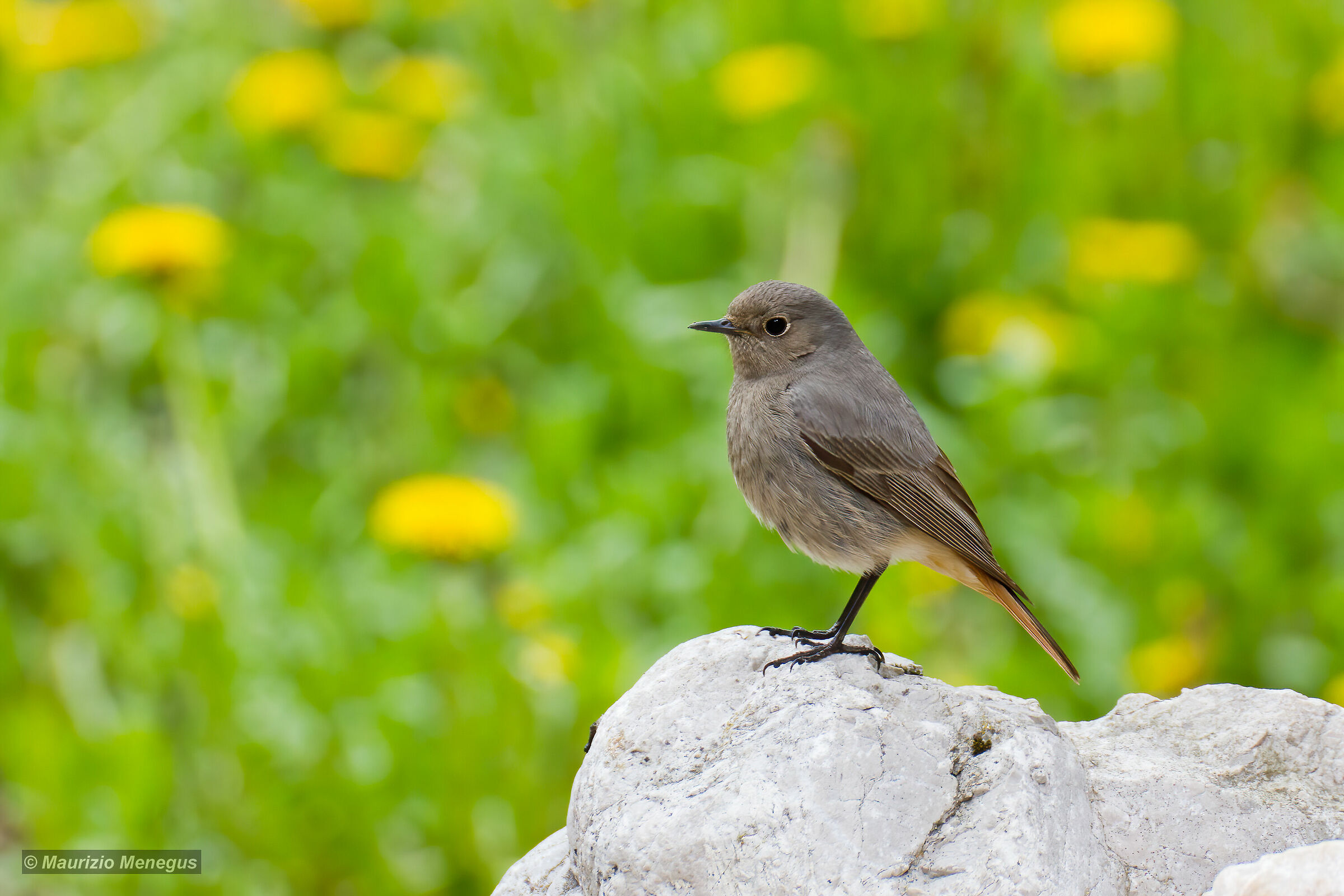 Codirosso spazzacamino femmina