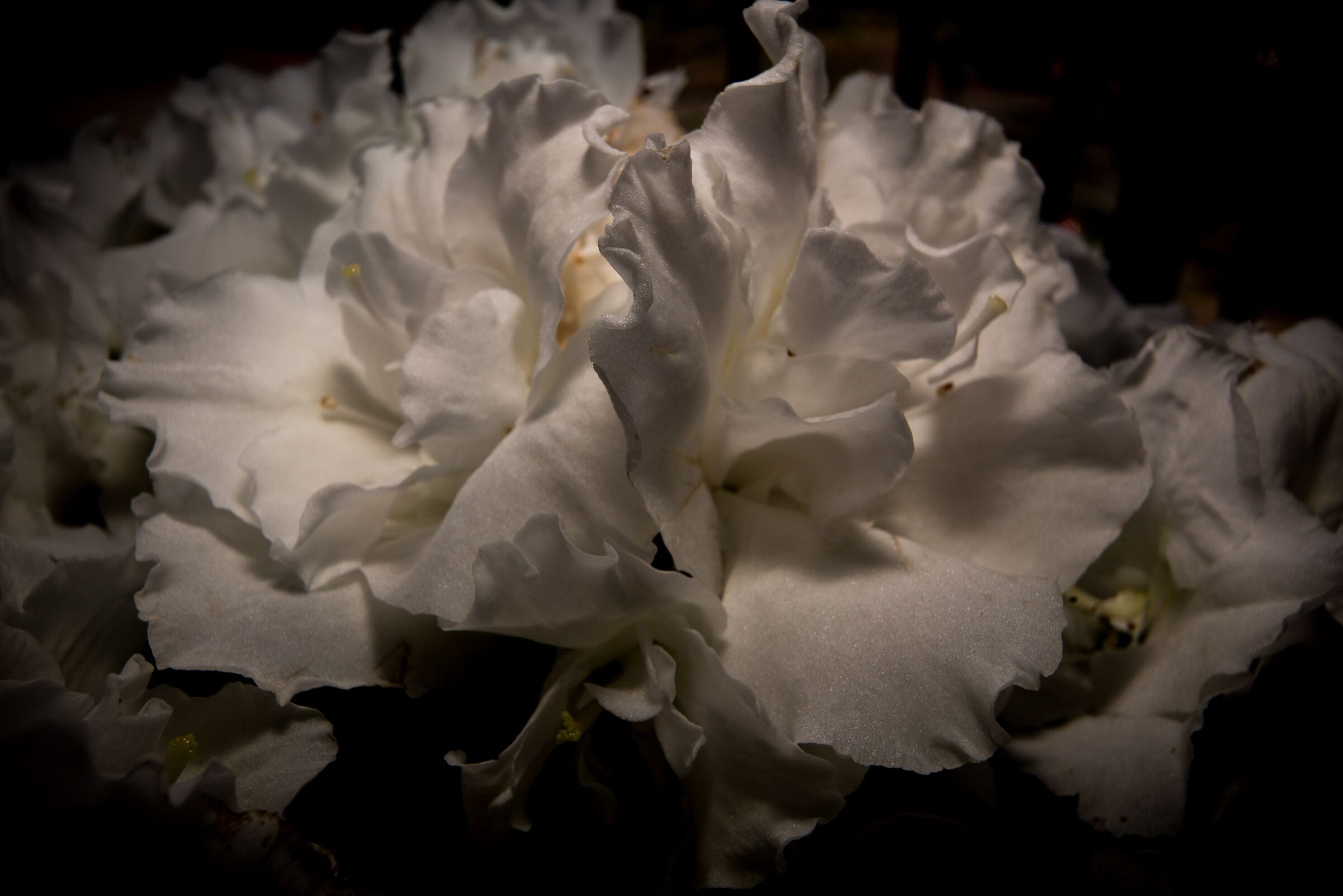 azalea petals
