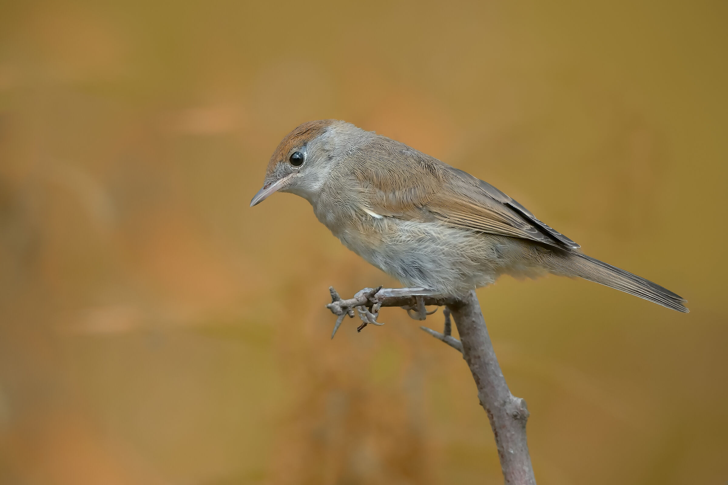 Capinera - Autunno 2019