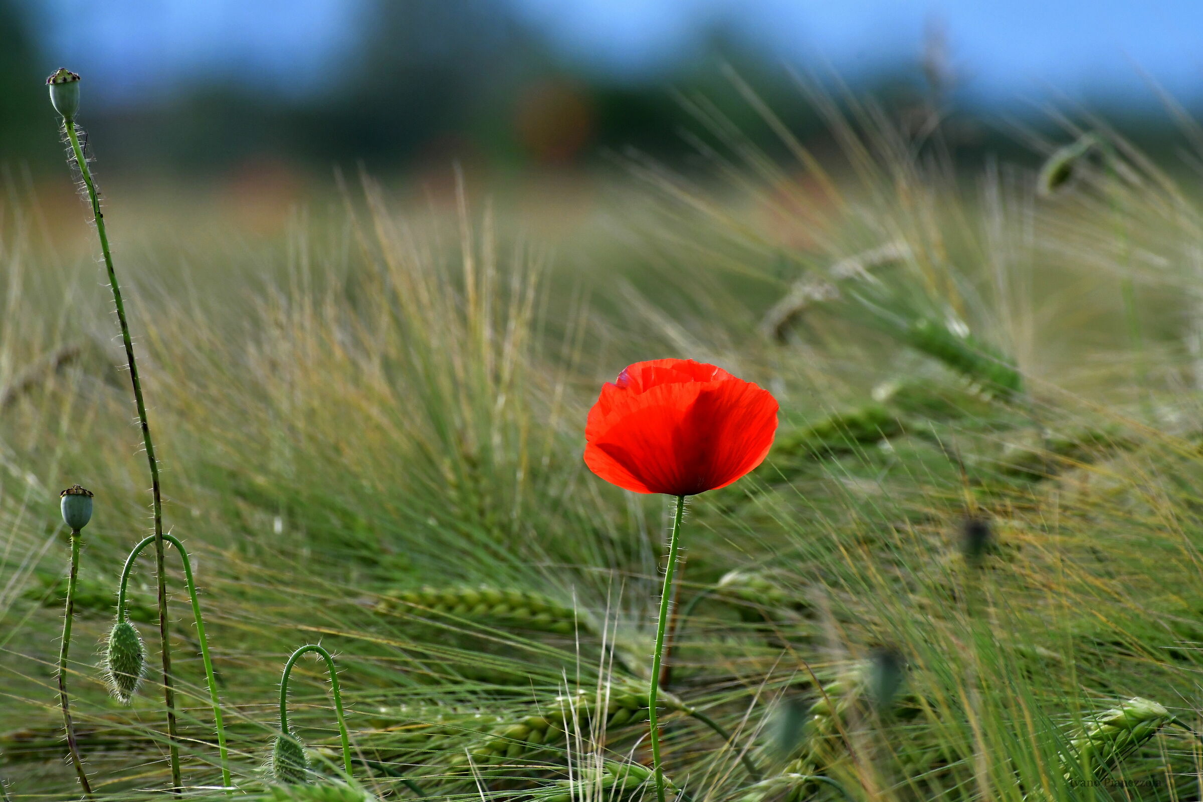 Poppy