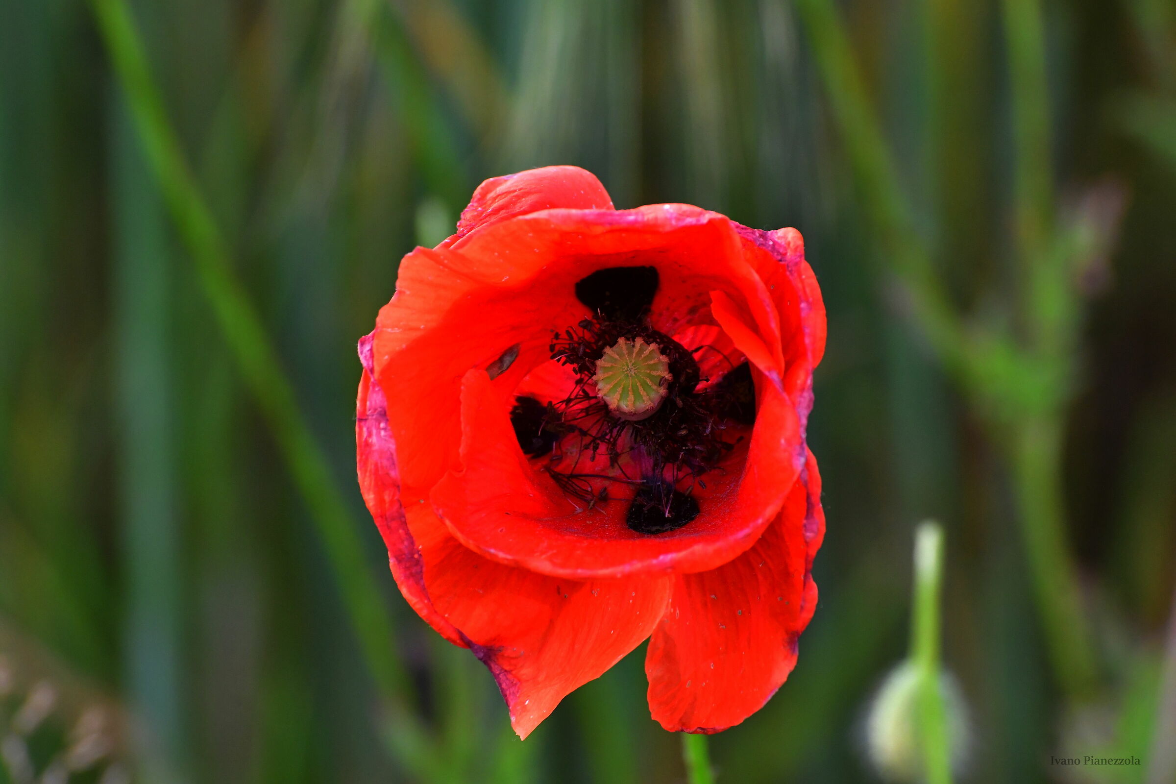 POPPY TWO