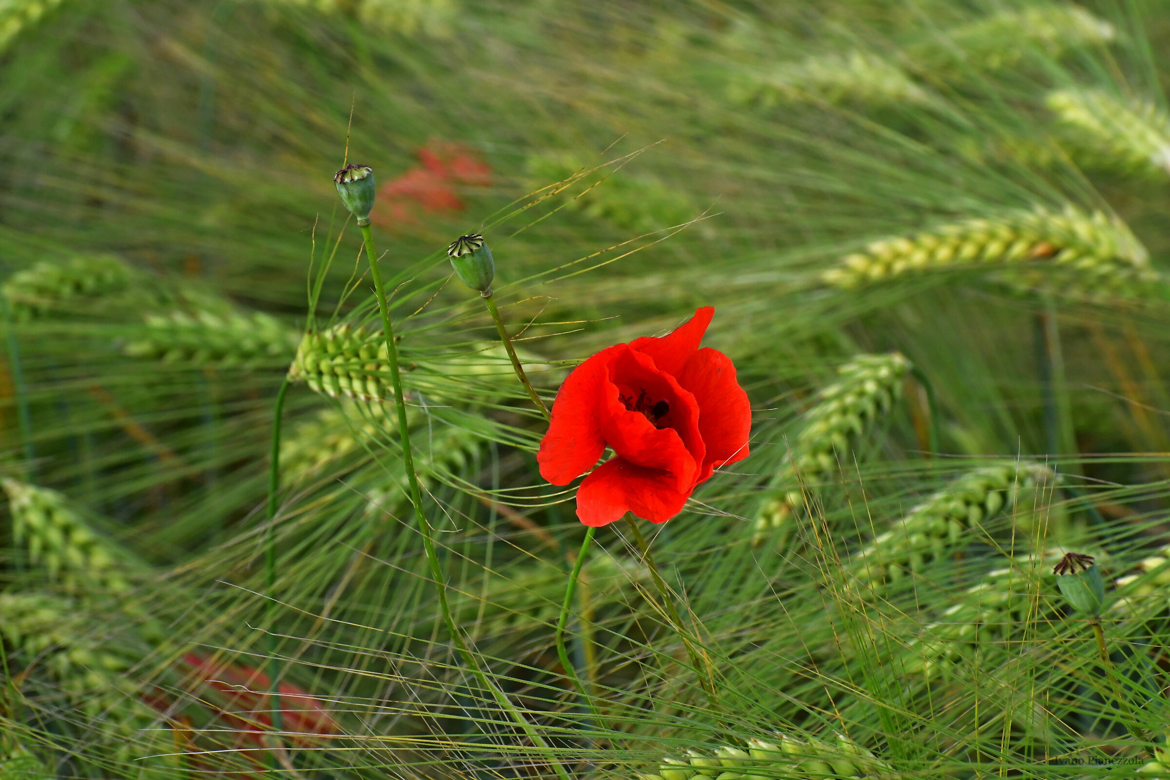 POPPY THREE