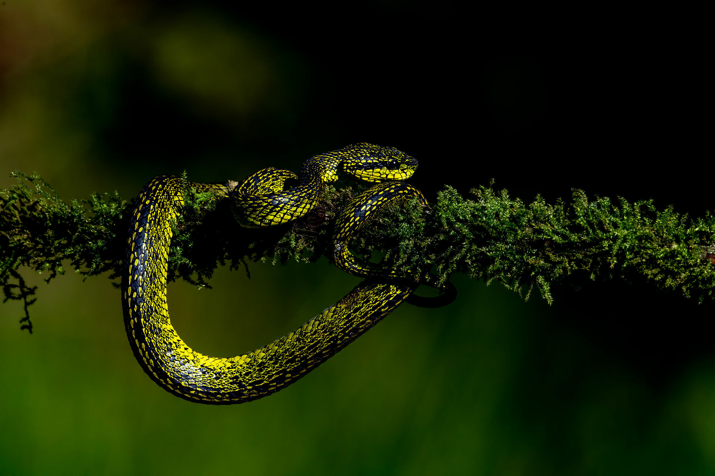 Black-speckled palm-pit viper
