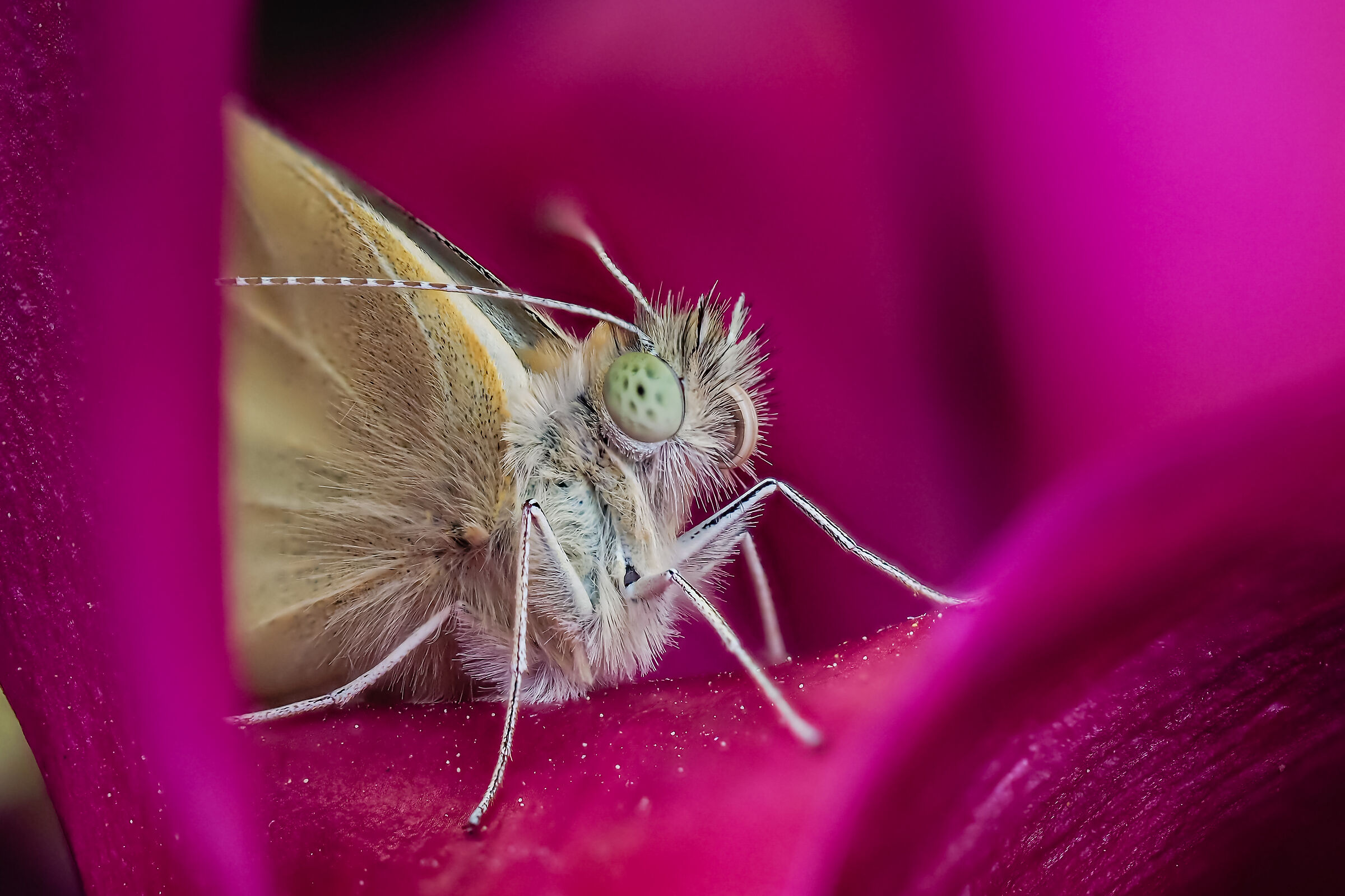 Pieris brassicae, farfalla cavolaia