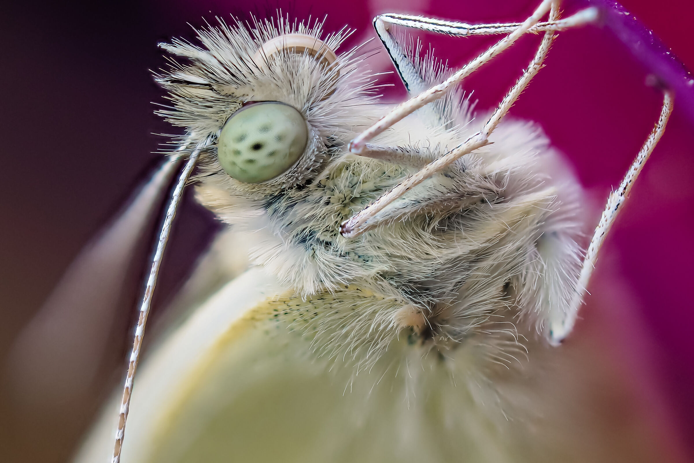 Pieris brassicae, farfalla cavolaia