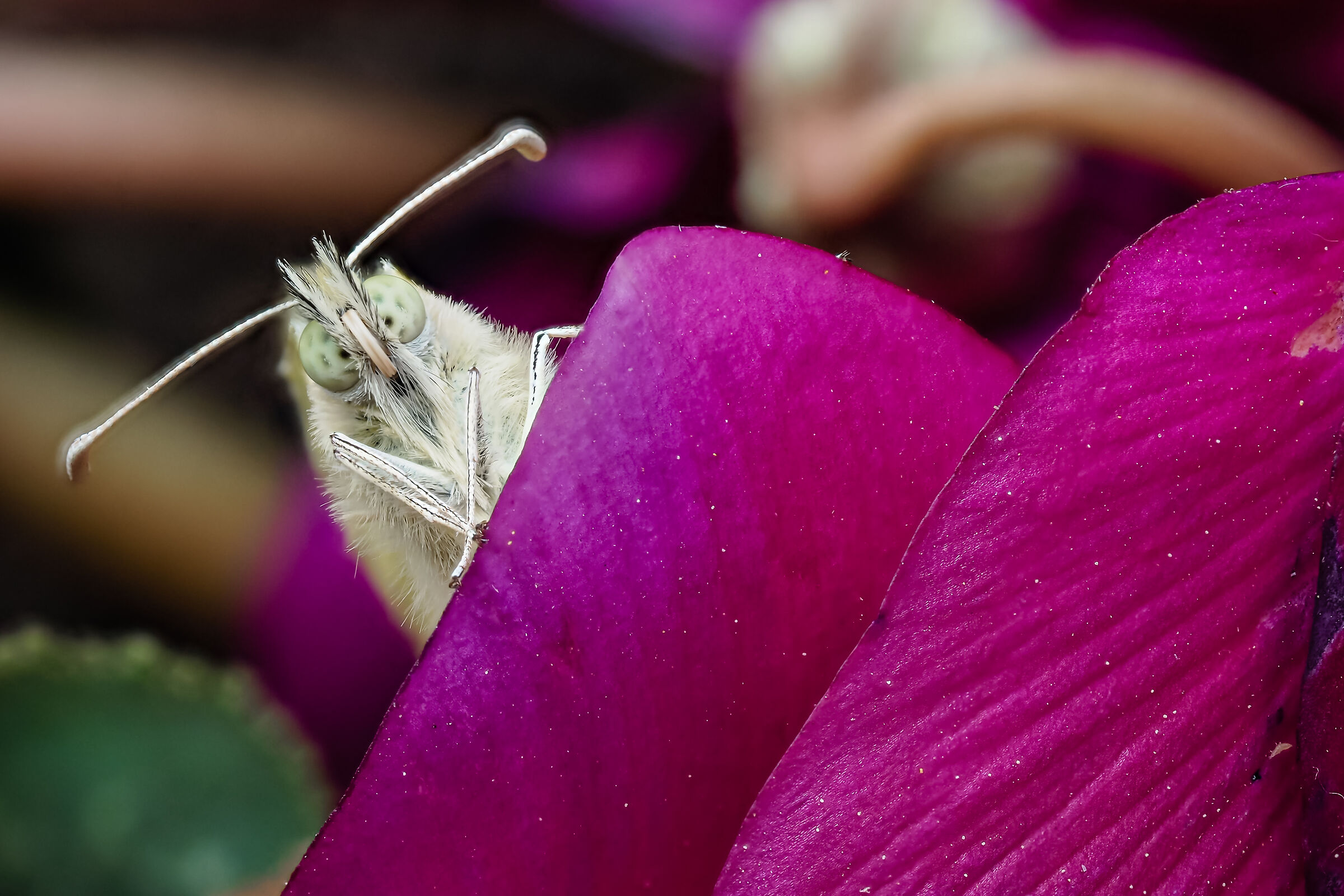 Pieris brassicae, farfalla cavolaia