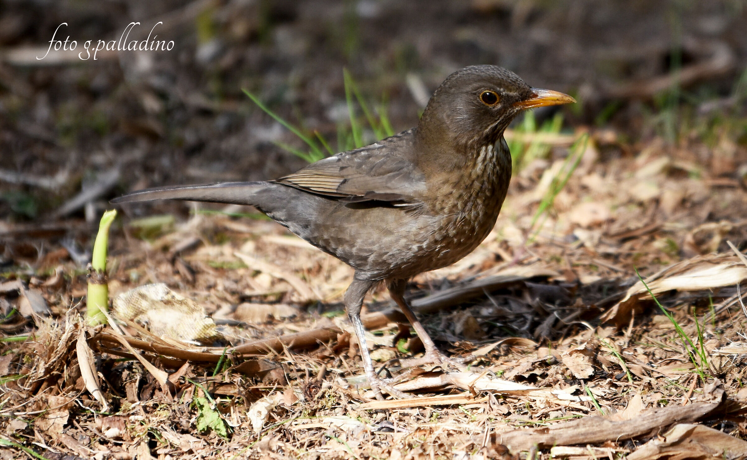 In attesa dei piccoli
