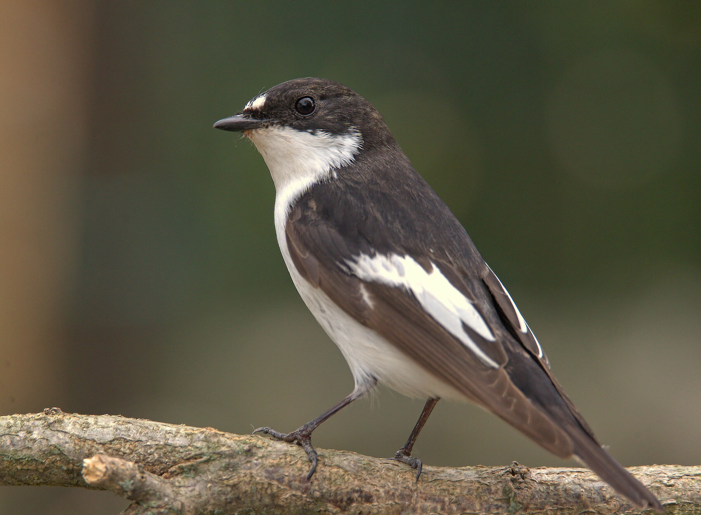 Black Robin Male