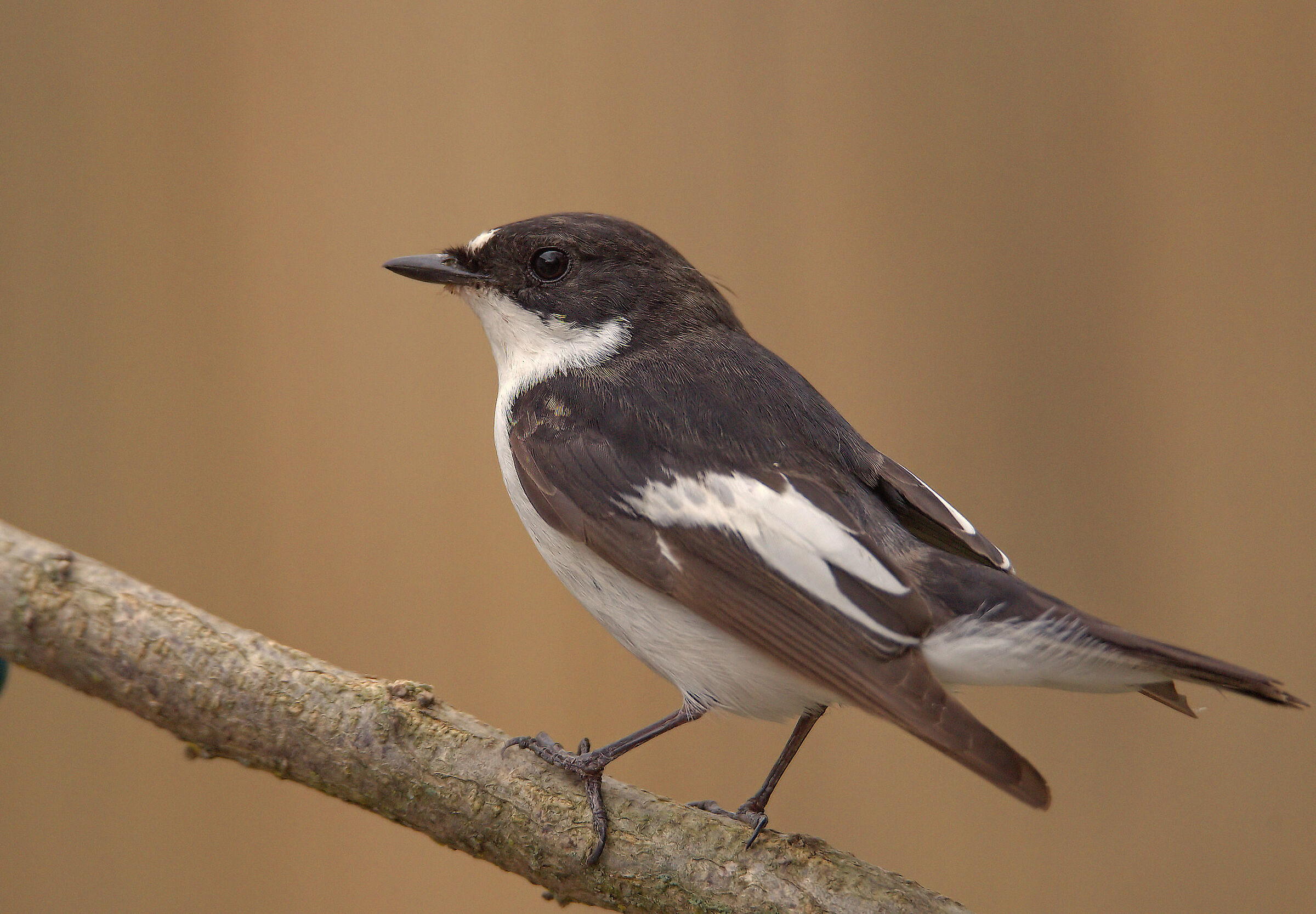 Black Robin Male