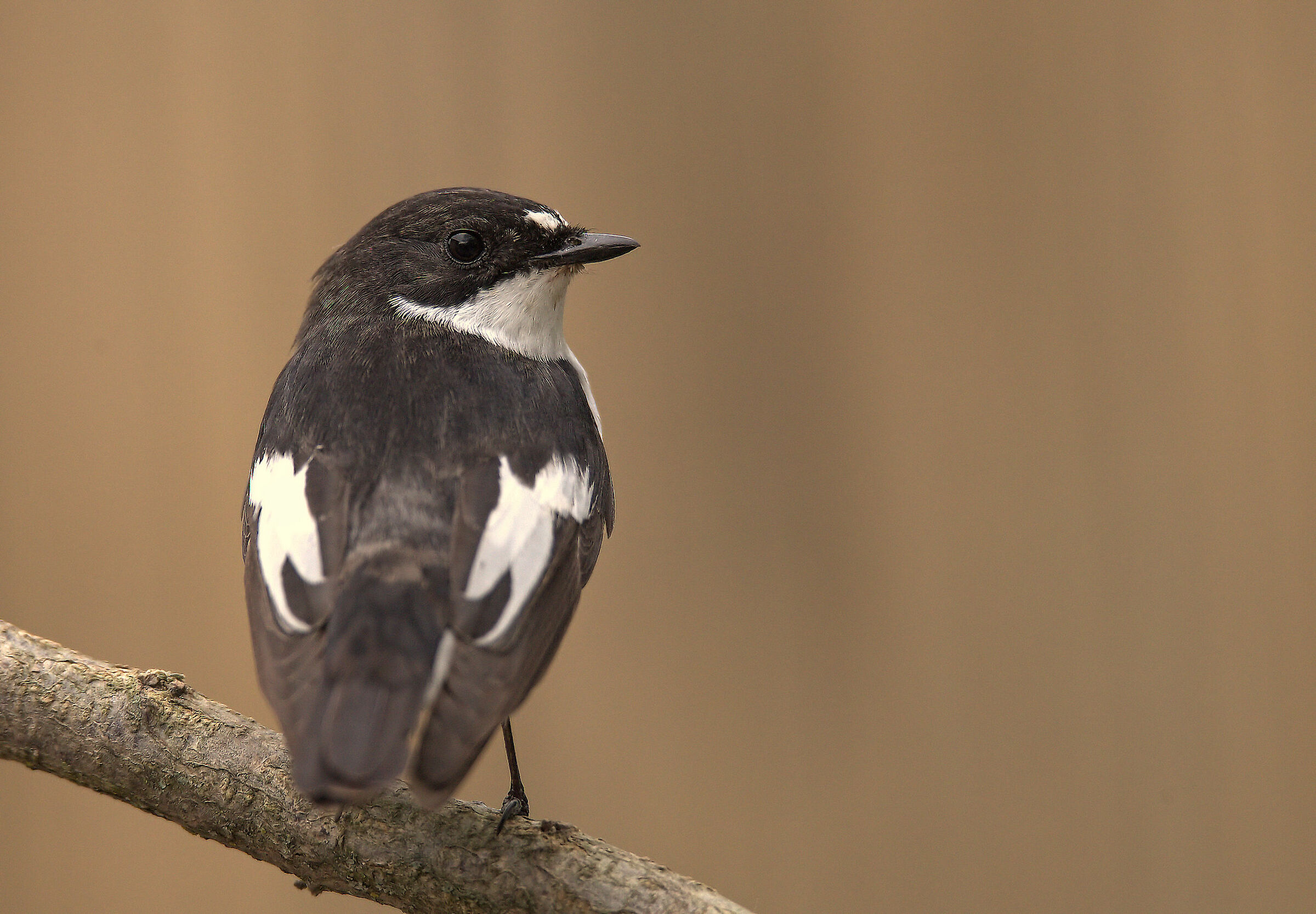 Black Robin Male