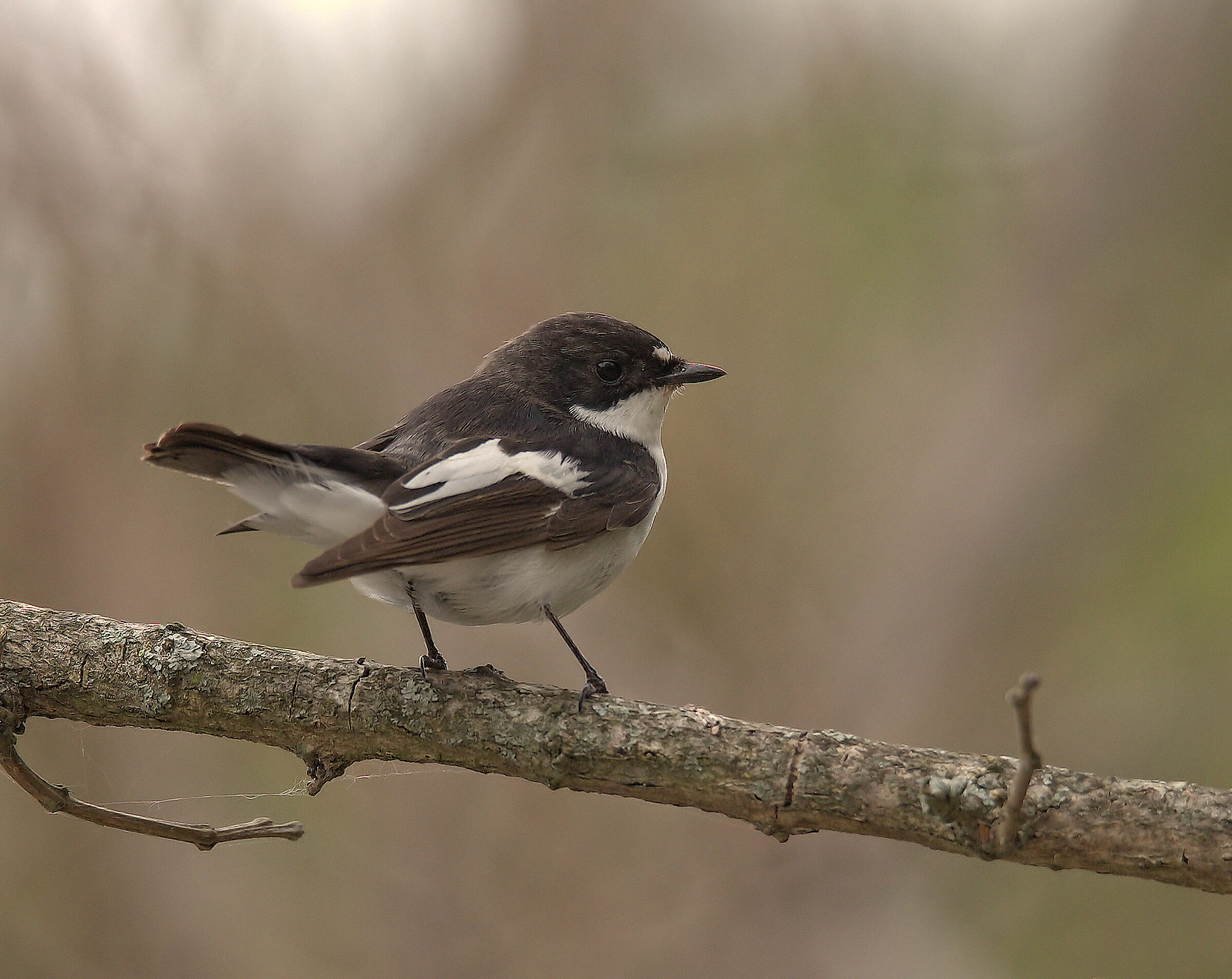 Black Robin Male