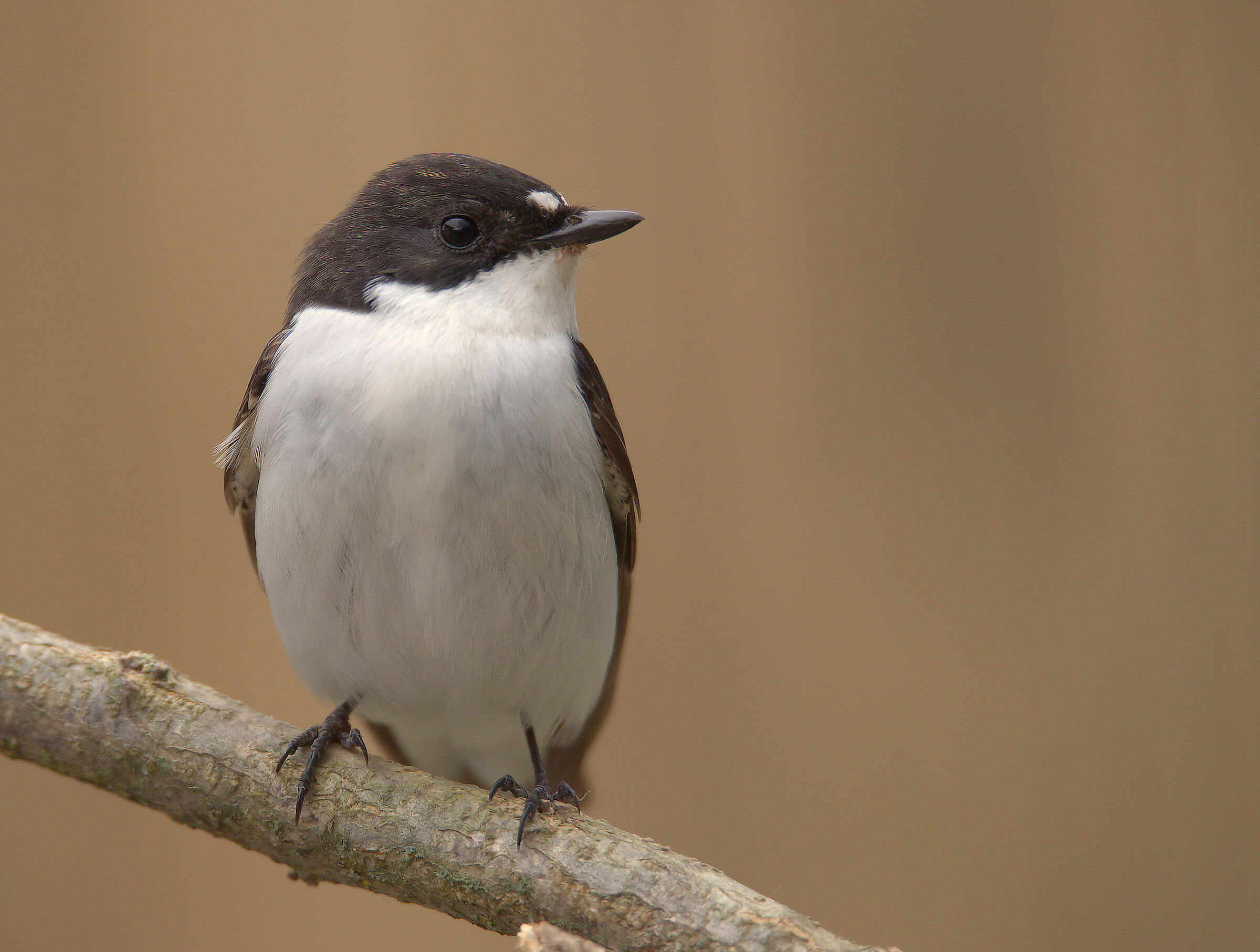 Black Robin Male