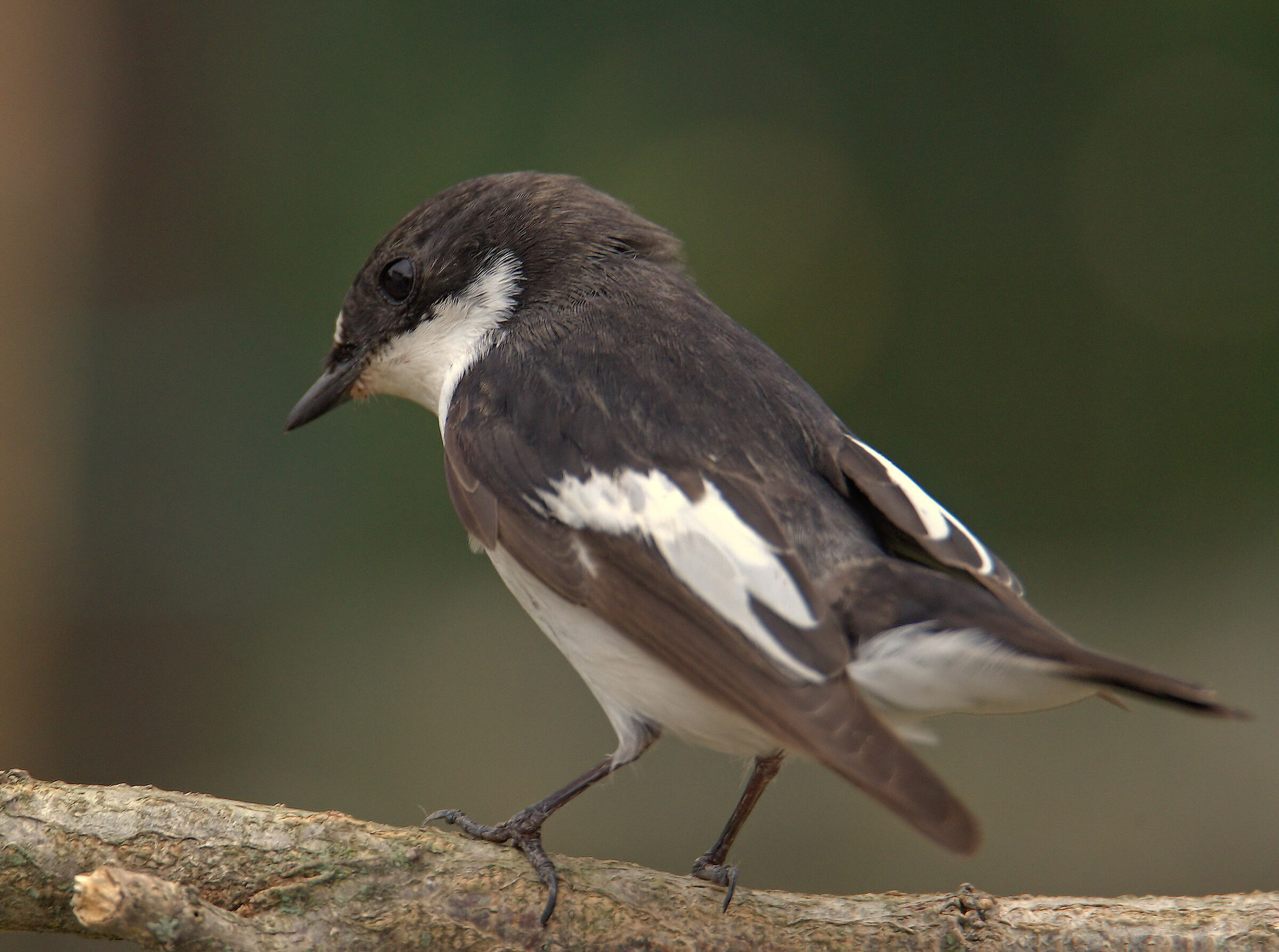 Black Robin Male