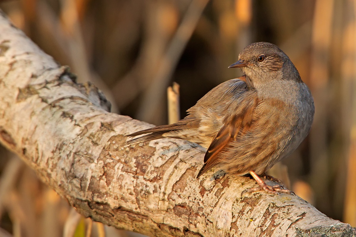 Dunnock (Prunella modularis)