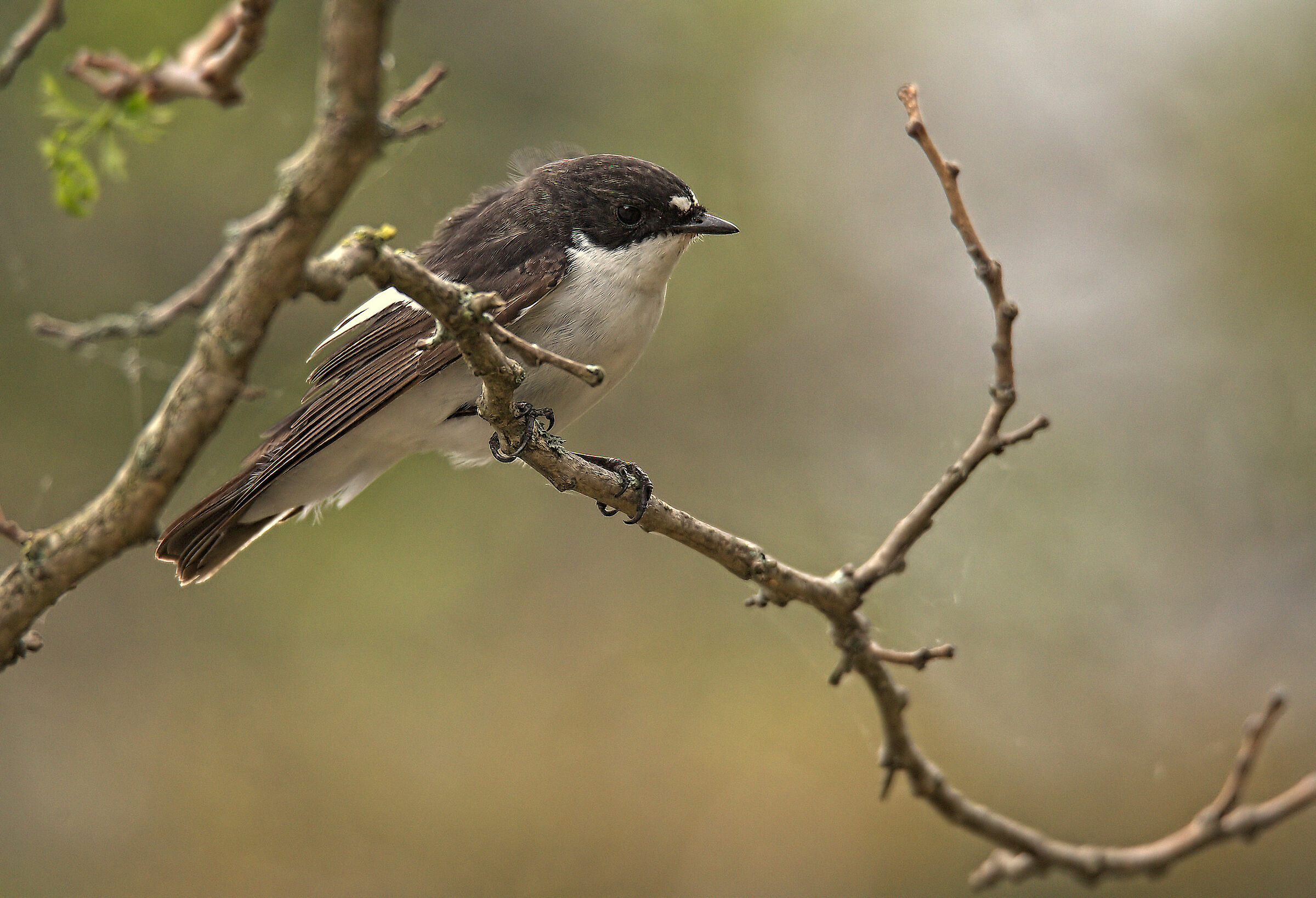 Black Robin Male