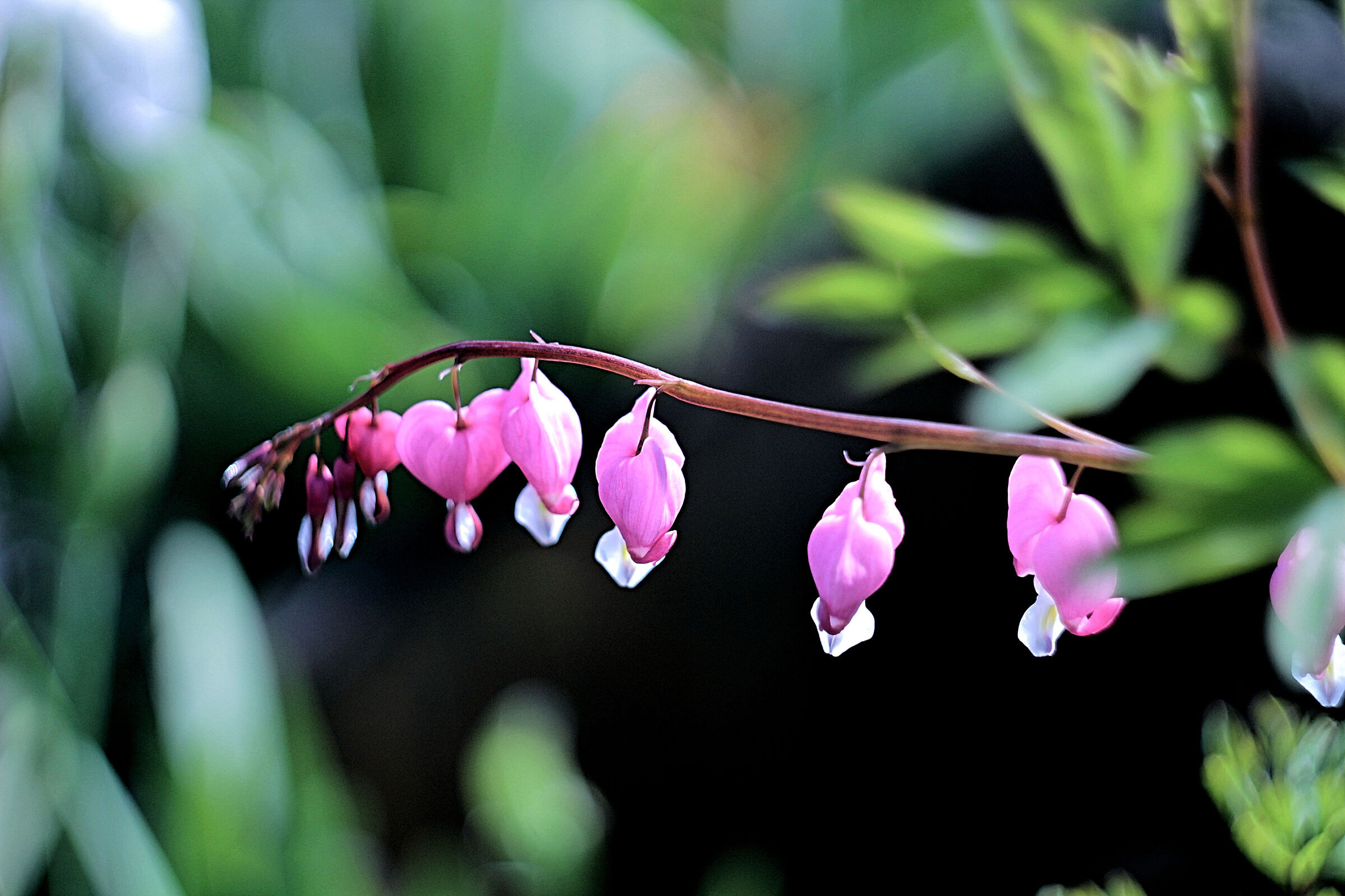 fiori cuori di maria nel mio giardino 15/04/2019