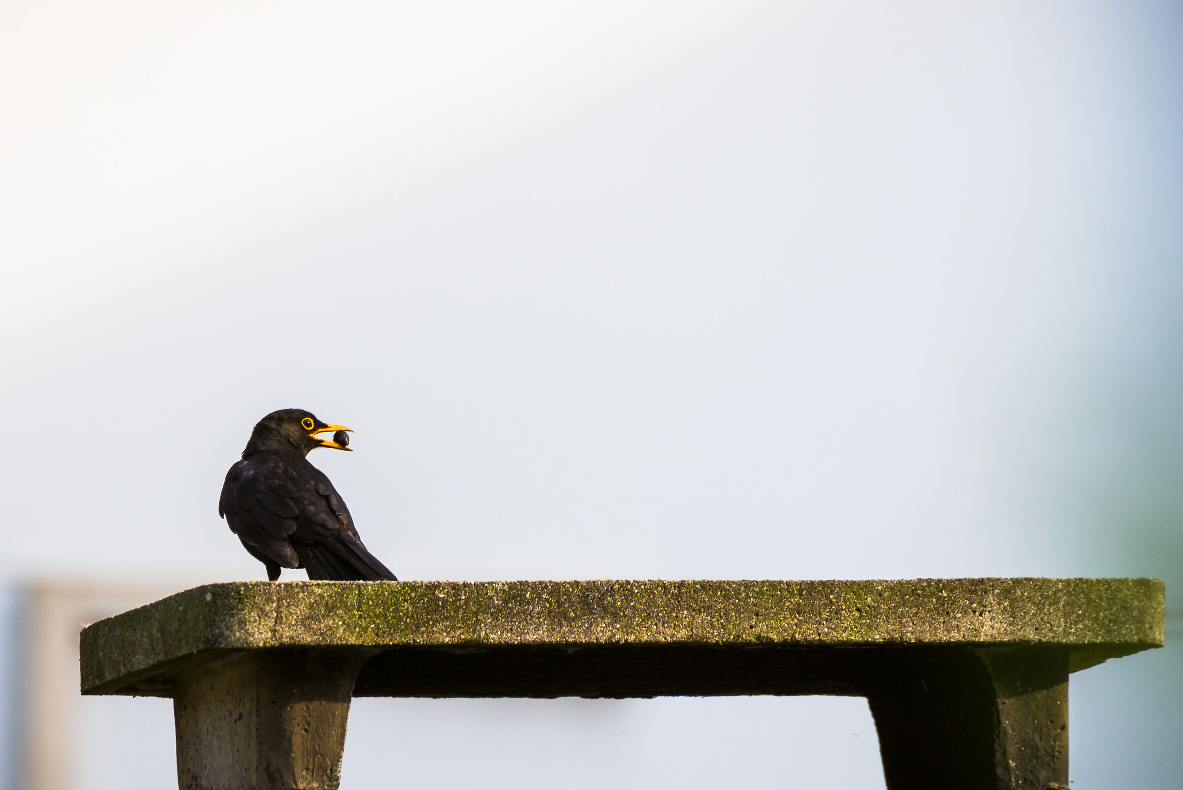 Ma quando finiscono le bacche?