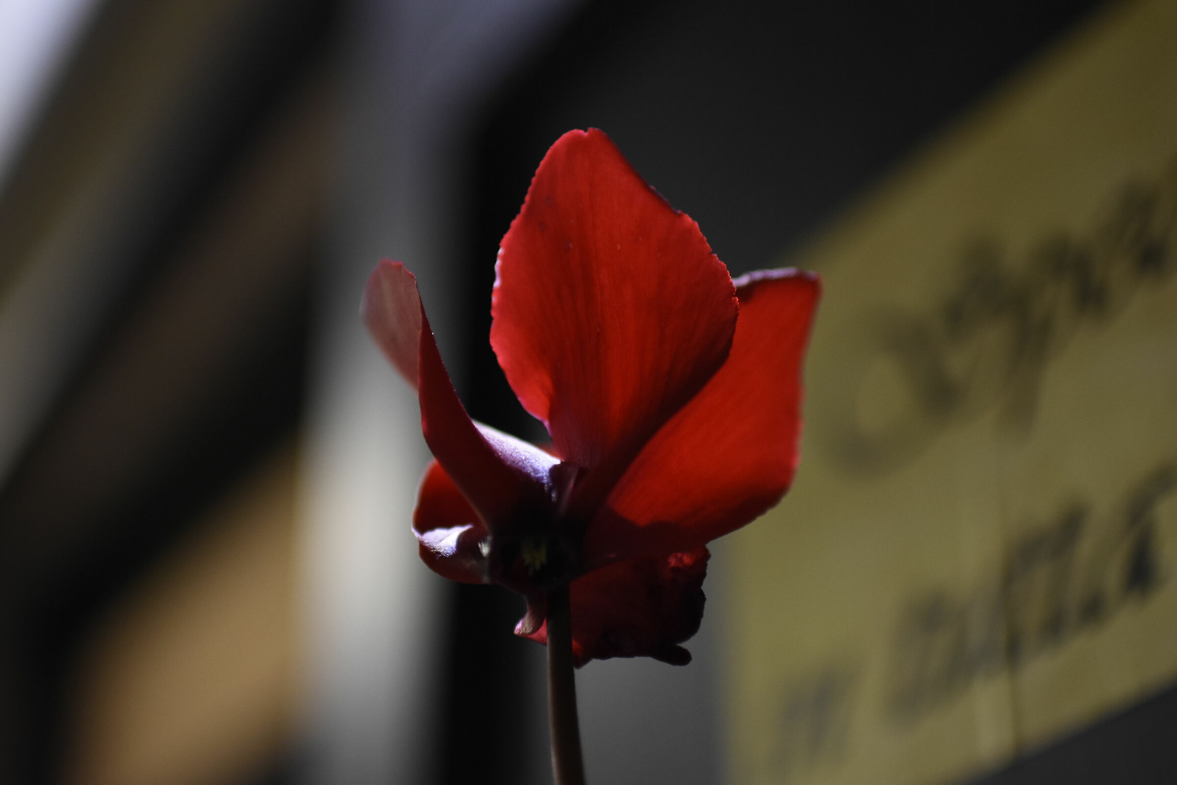 Passion red