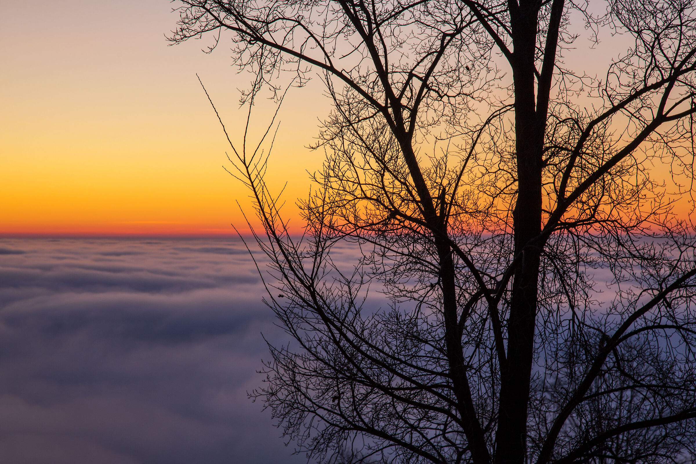 Oltre la nebbia