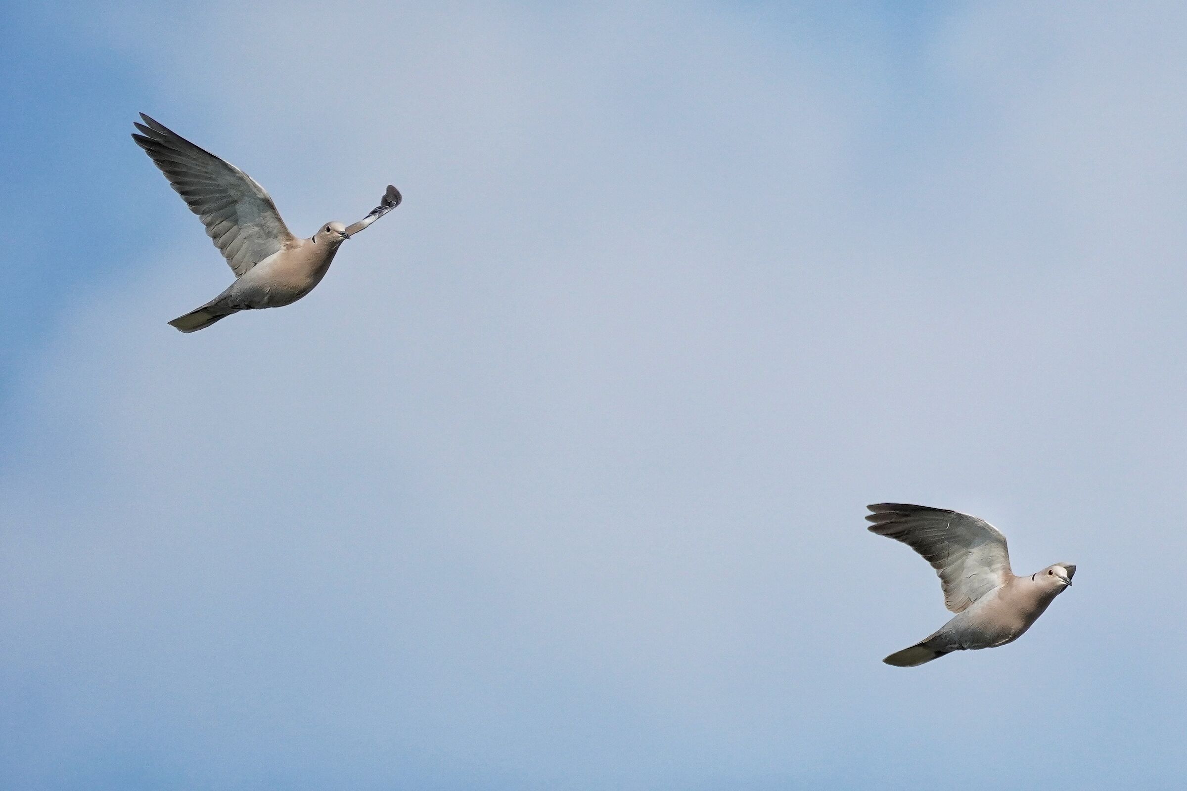Il volo delle tortore