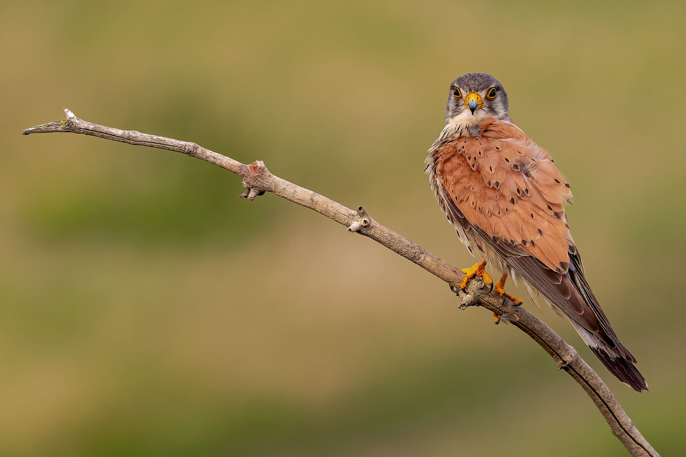 Common Kestrel