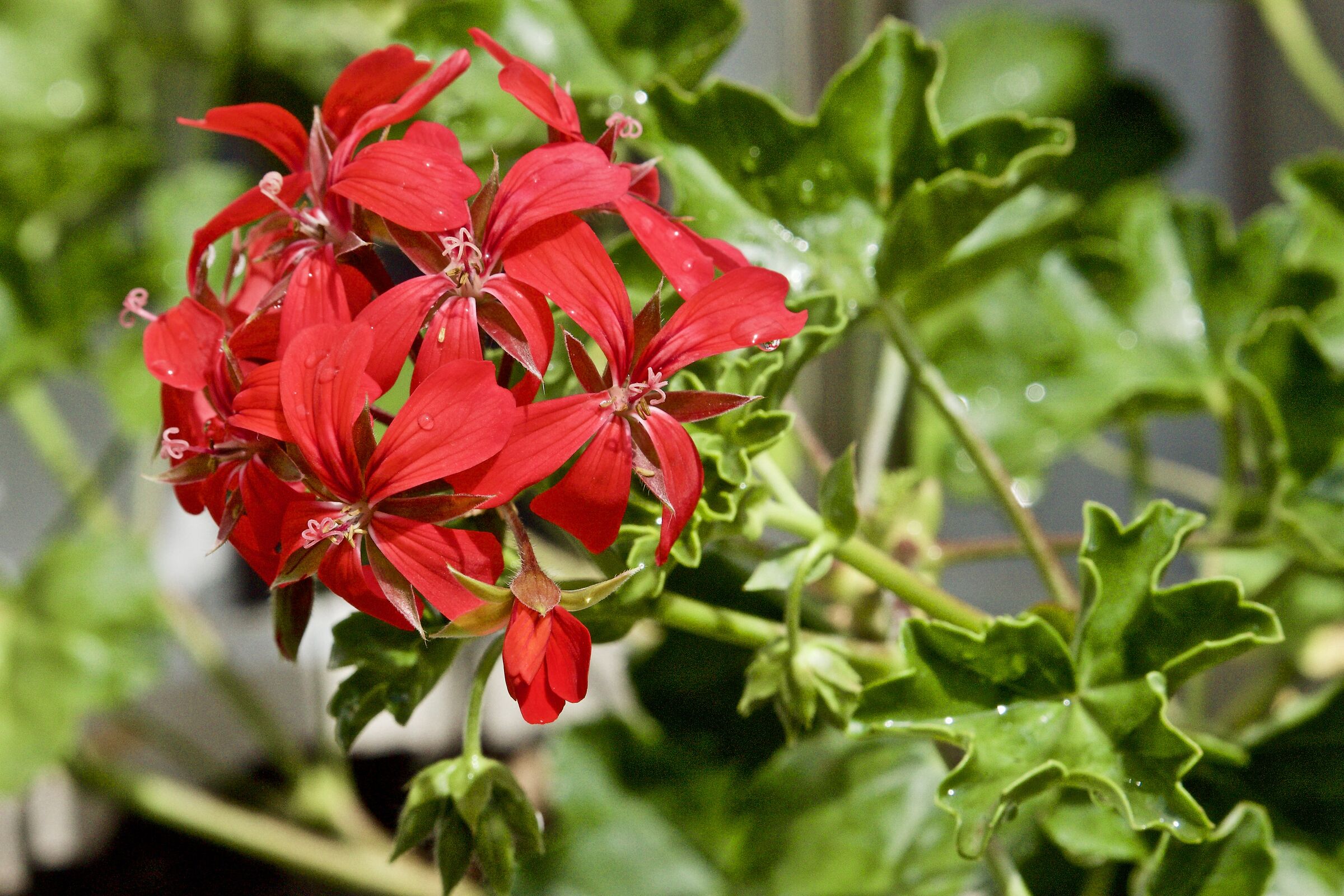 Geranio edera rosso