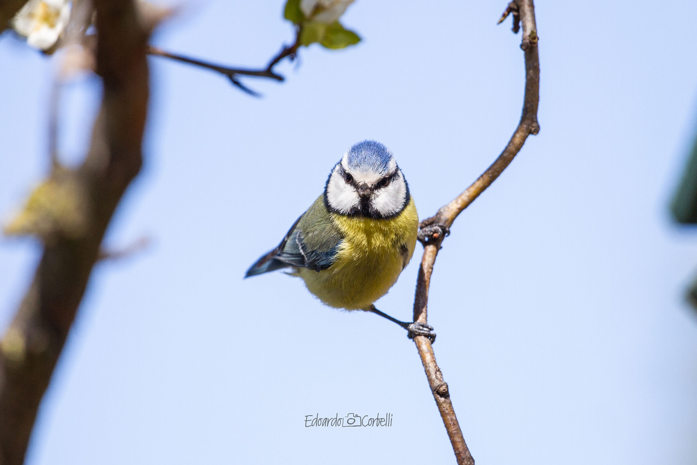 Cinciallegra frontale